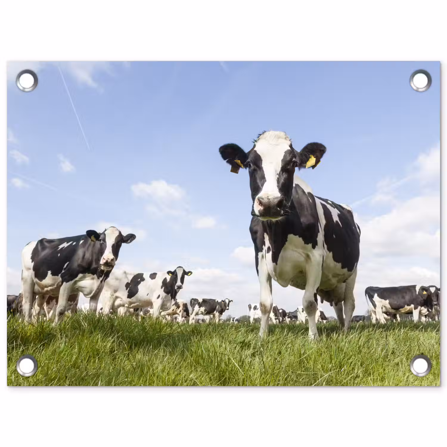 Koeien - Gras - Dieren - Zon - Boerderij tuinposter los doek klein -3d