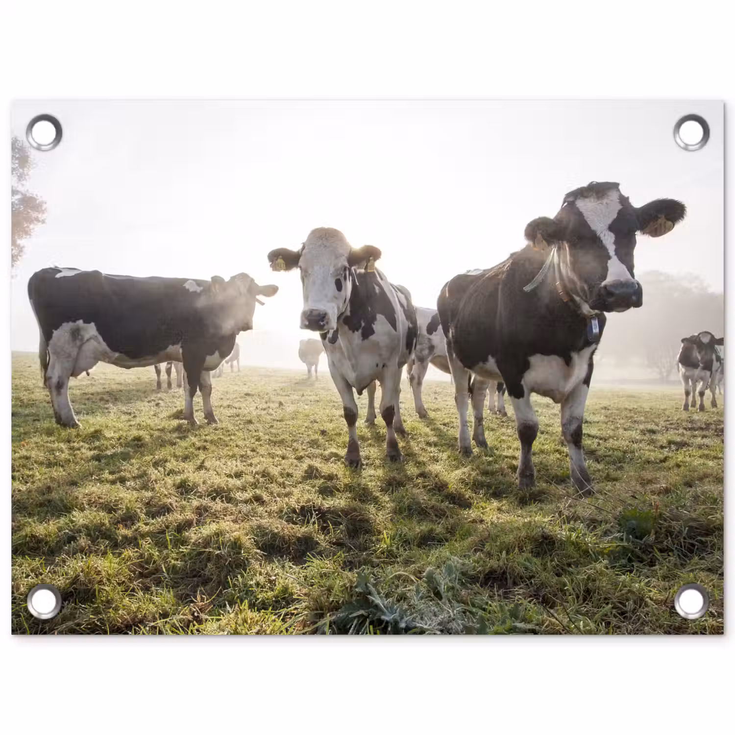 Koeien - Licht - Gras - Dieren tuinposter los doek klein -3d