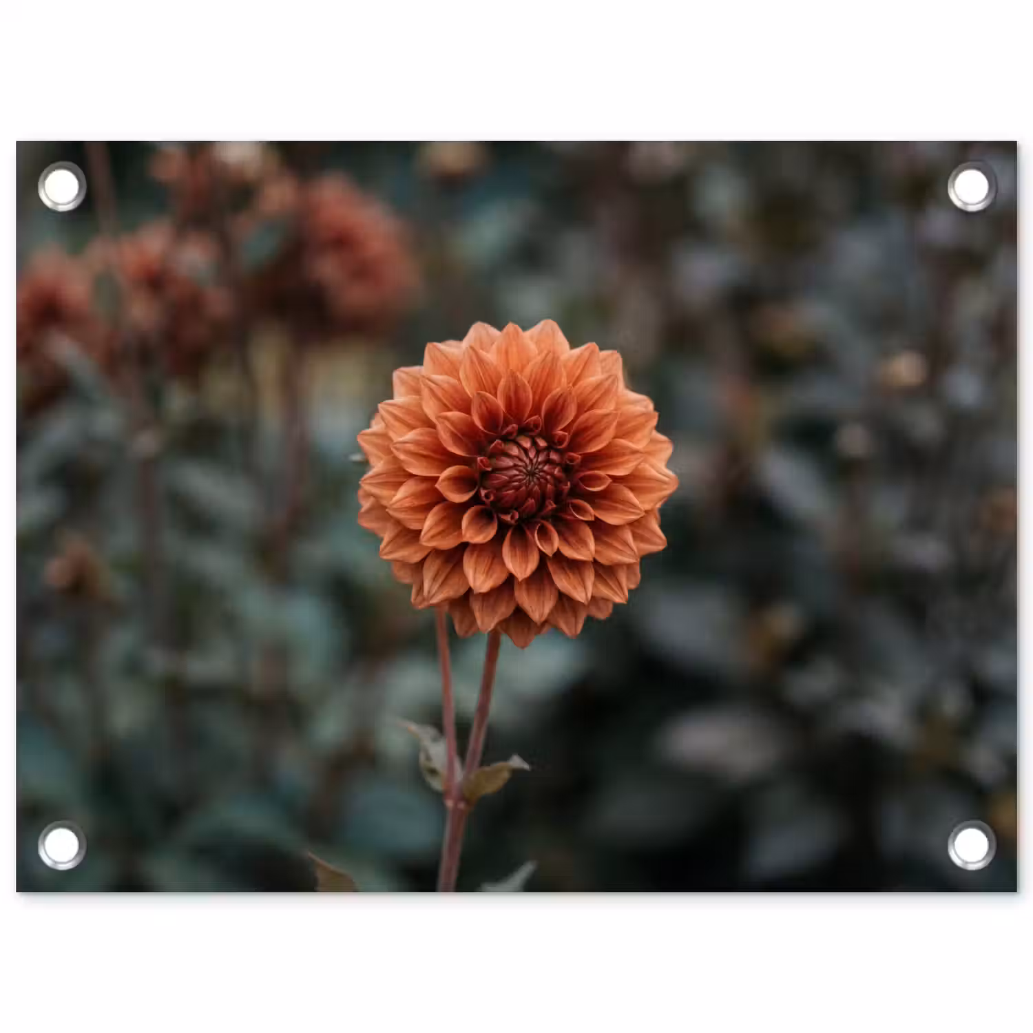 Dahlia - Bloem - Natuur - Sfeervol tuinposter los doek klein -3d