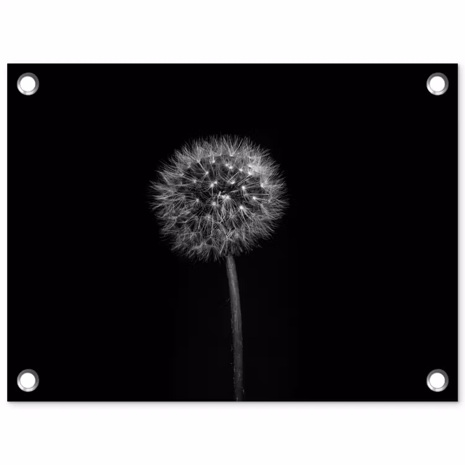 Paardenbloem - Zwart - Bloemen - Botanisch tuinposter los doek klein -3d