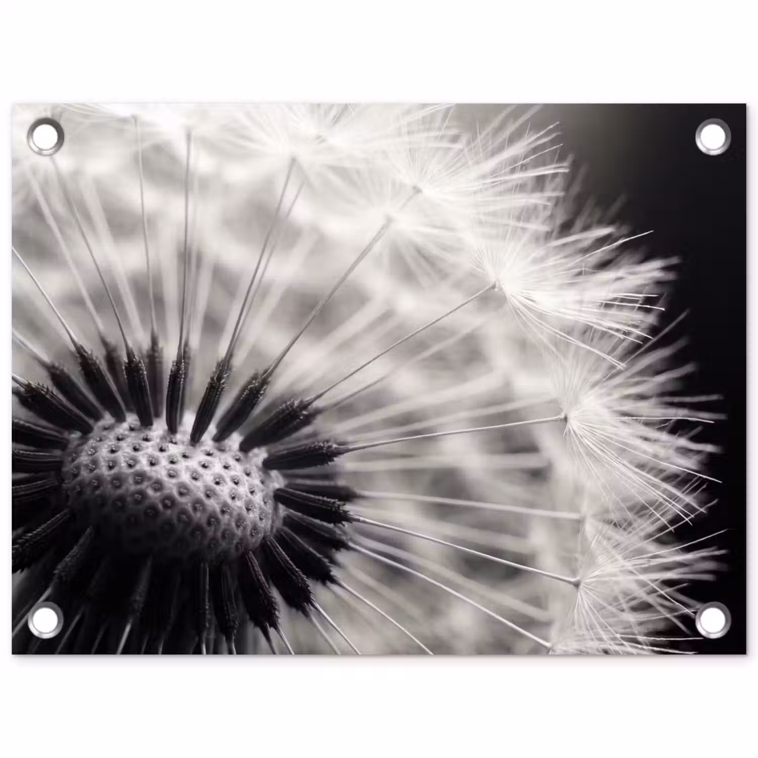 Paardenbloem - Zwart - Wit tuinposter los doek klein -3d
