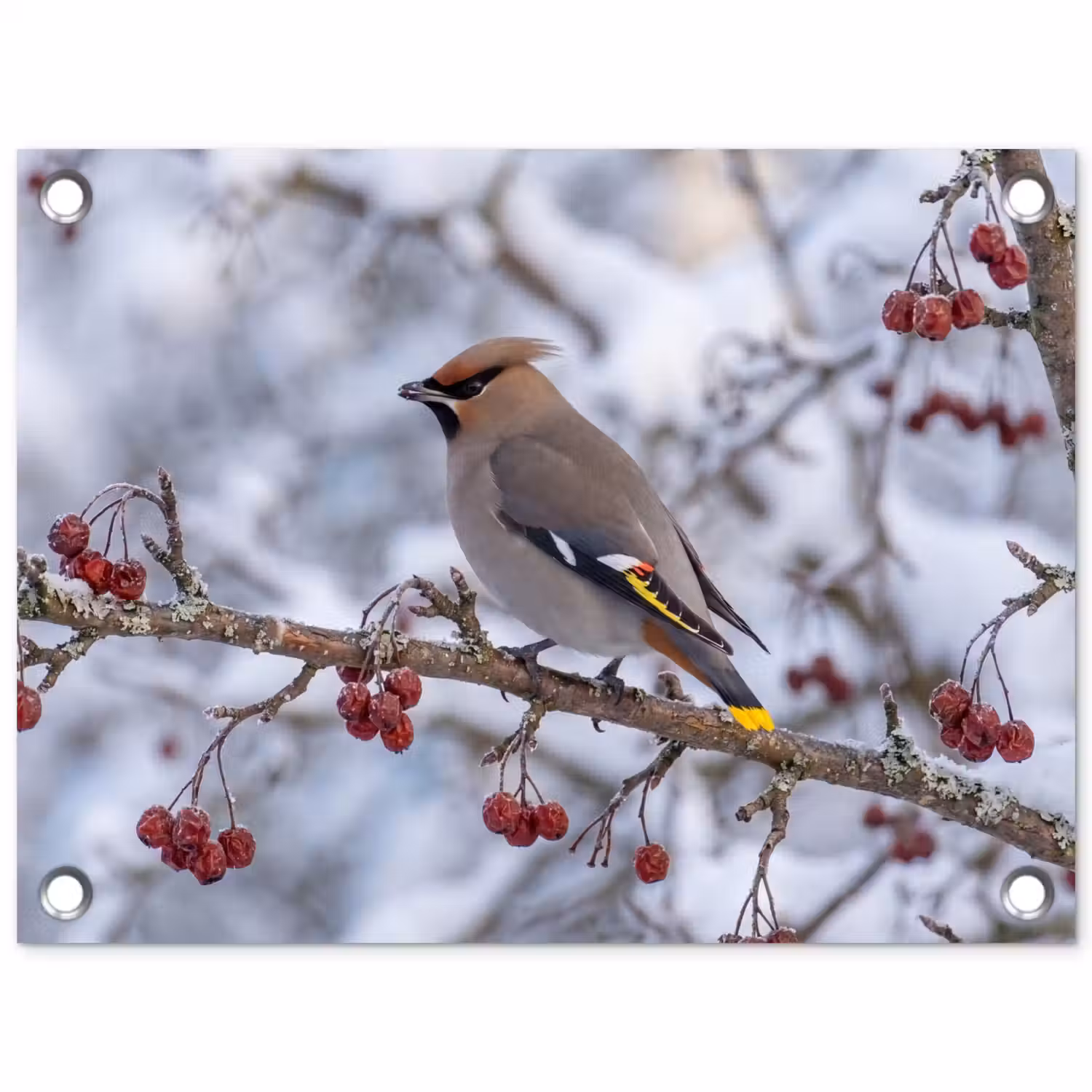 Pestvogel - Bessen - Winter - Natuur tuinposter los doek klein -3d