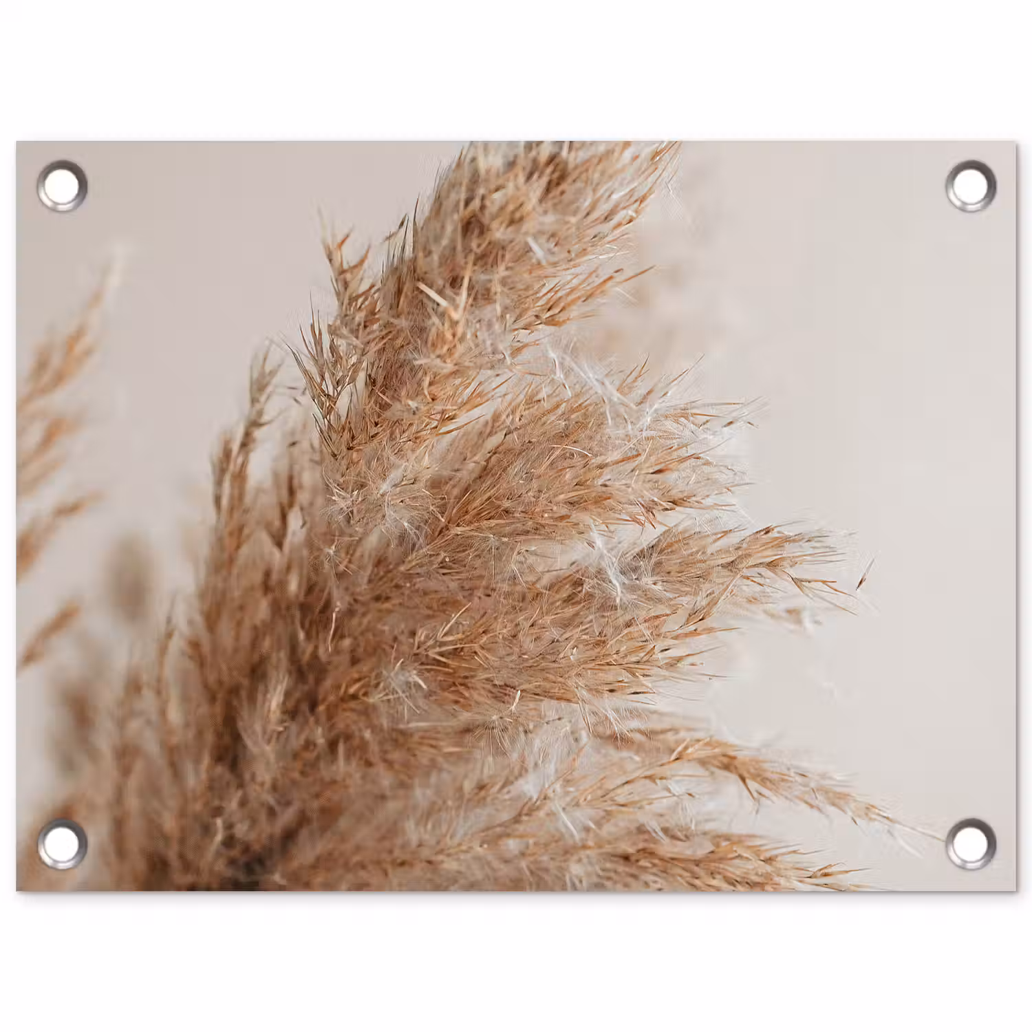 Gedroogd pampasgras tegen een neutrale achtergrond tuinposter los doek klein -3d
