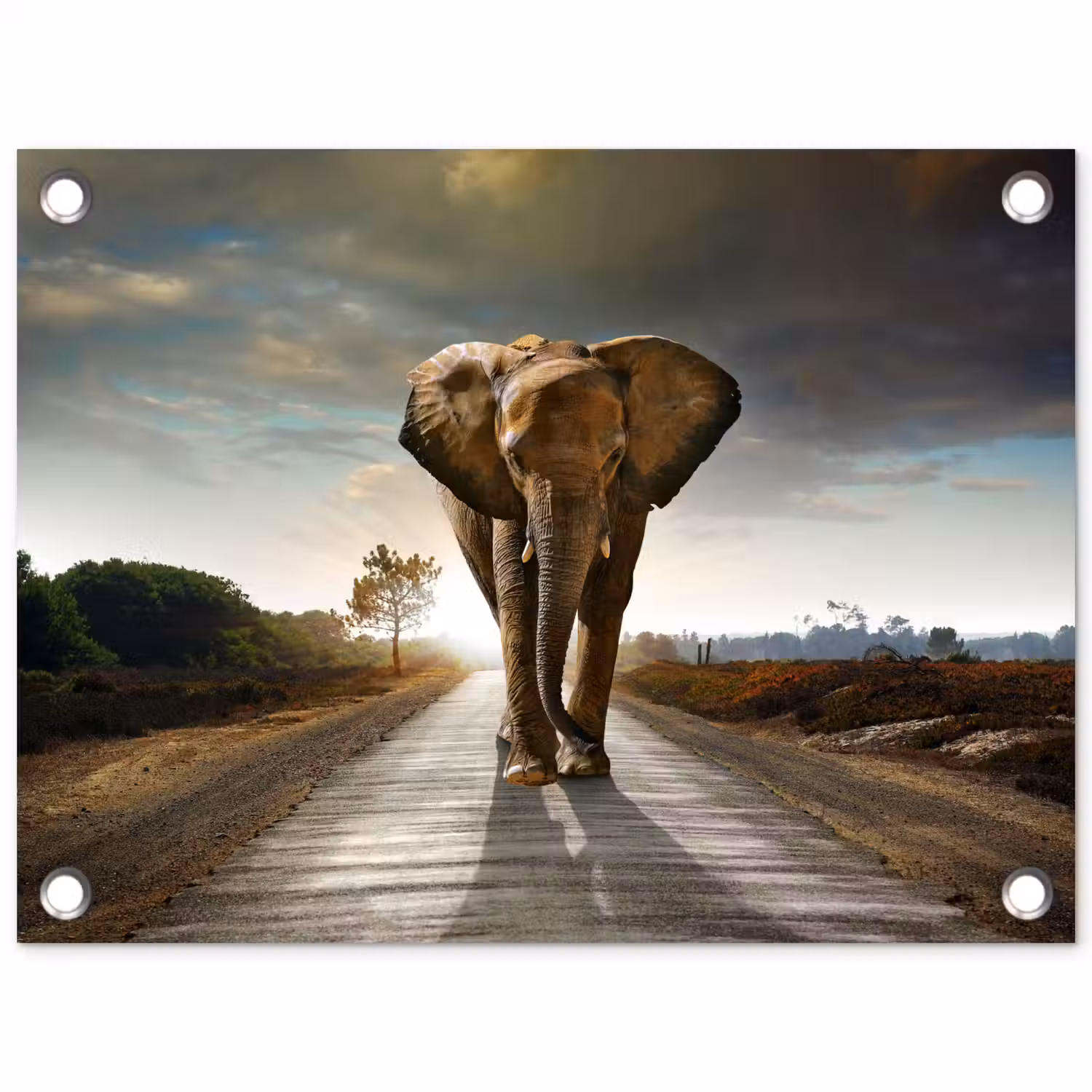 Olifant op een verlaten weg tuinposter los doek klein -3d