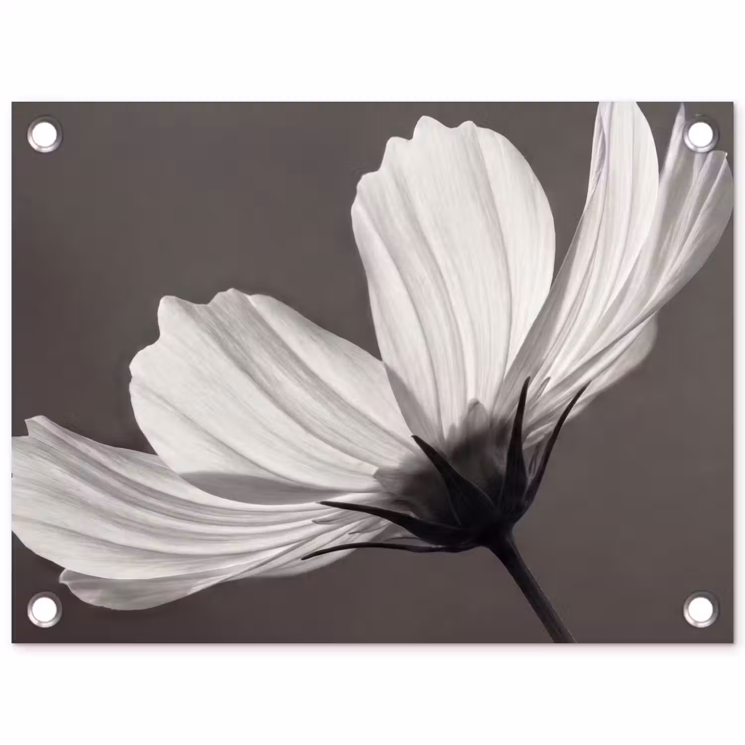 Bloem - Minimalistisch - Zwart - Wit tuinposter los doek klein -3d