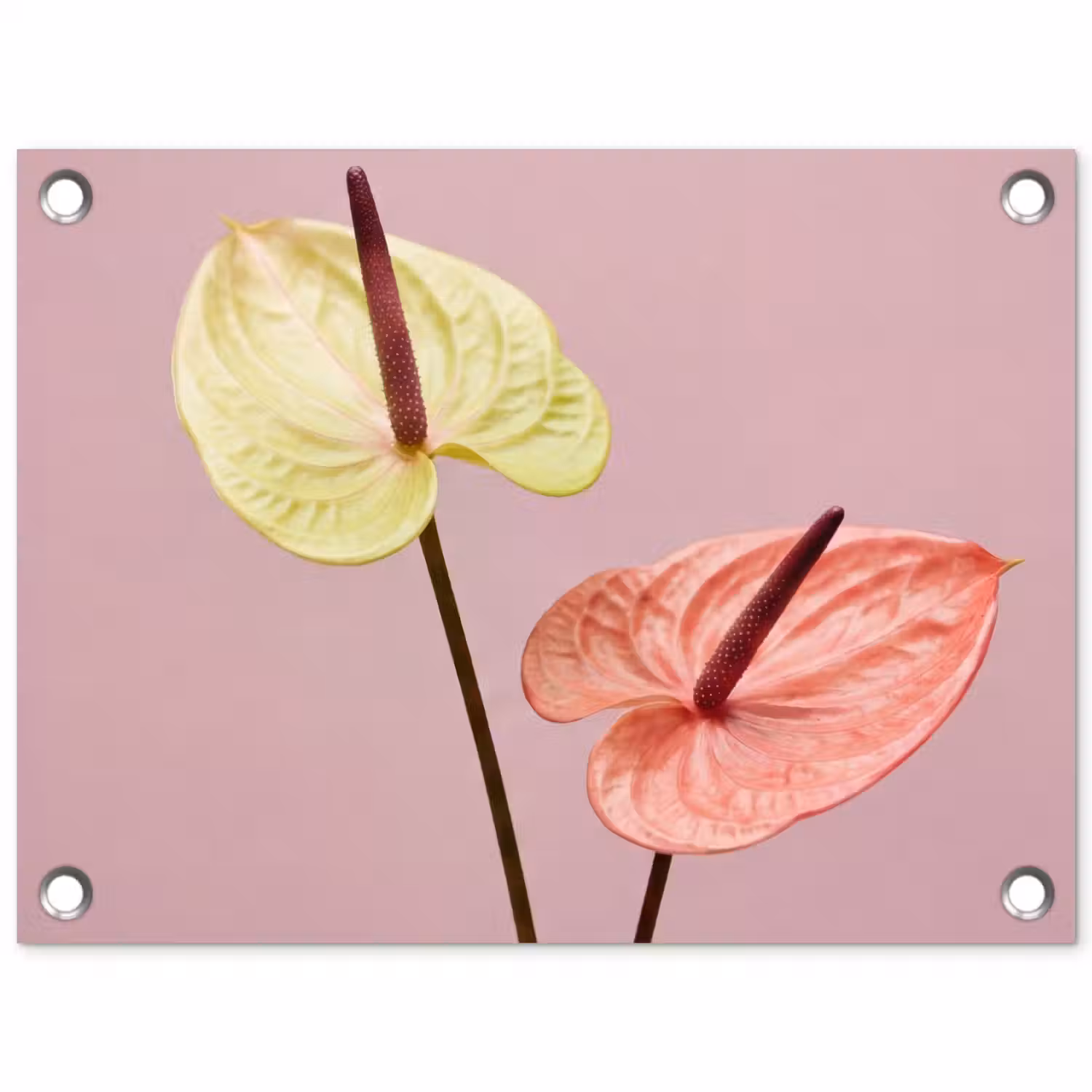 Bloemen - Anthuriums - Geel - Roze tuinposter los doek klein -3d