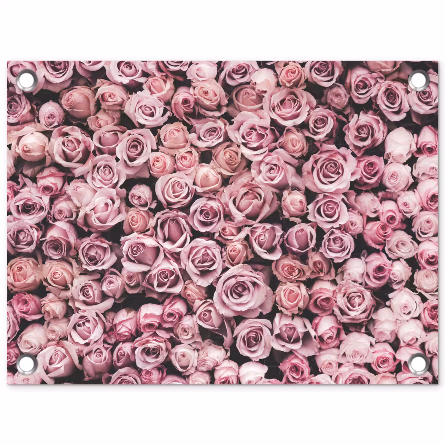 Bloemen - Rozen - Natuur - Roze - Botanisch tuinposter los doek klein -3d