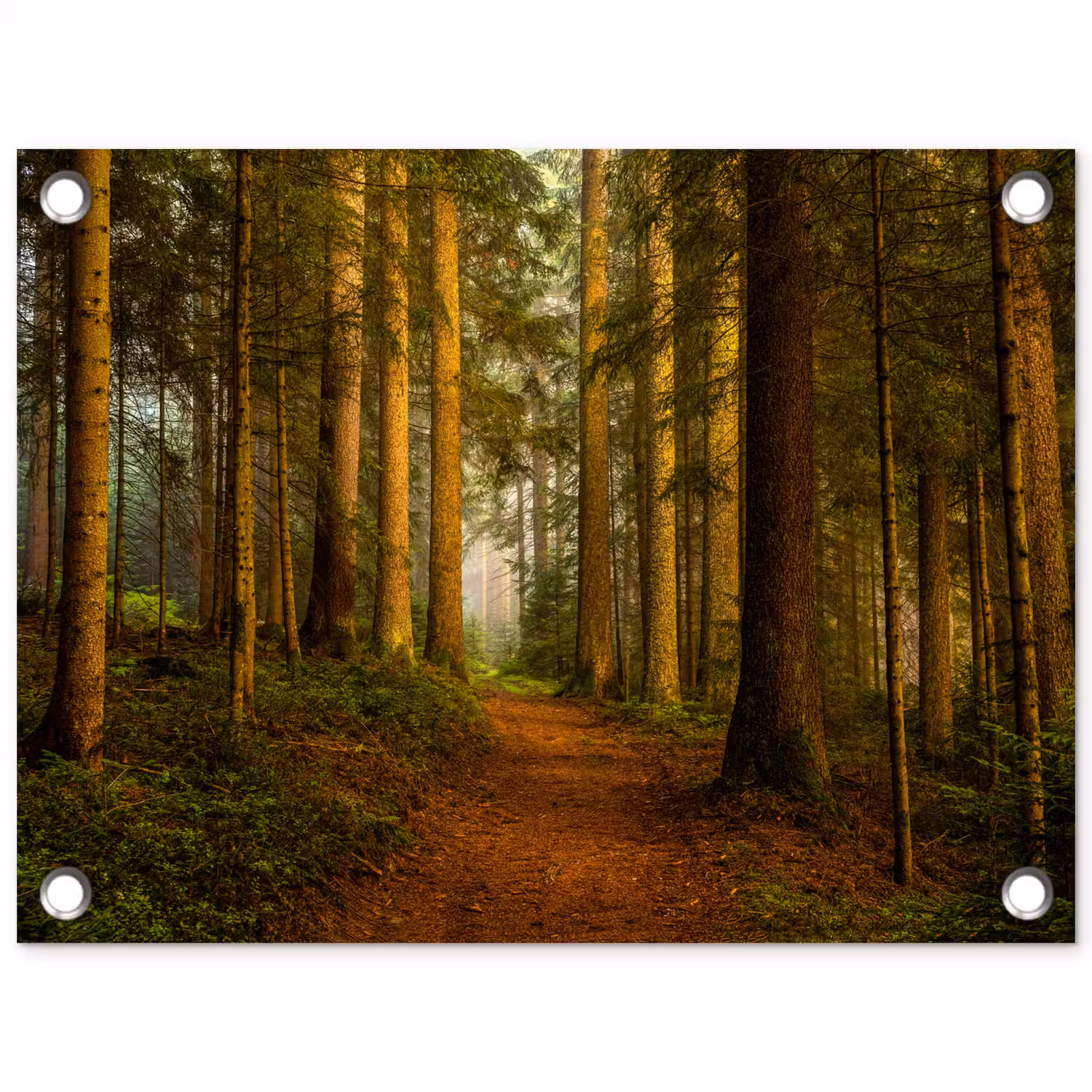 Bos - Natuur - Bomen - Landschap - Bladeren tuinposter los doek klein -3d