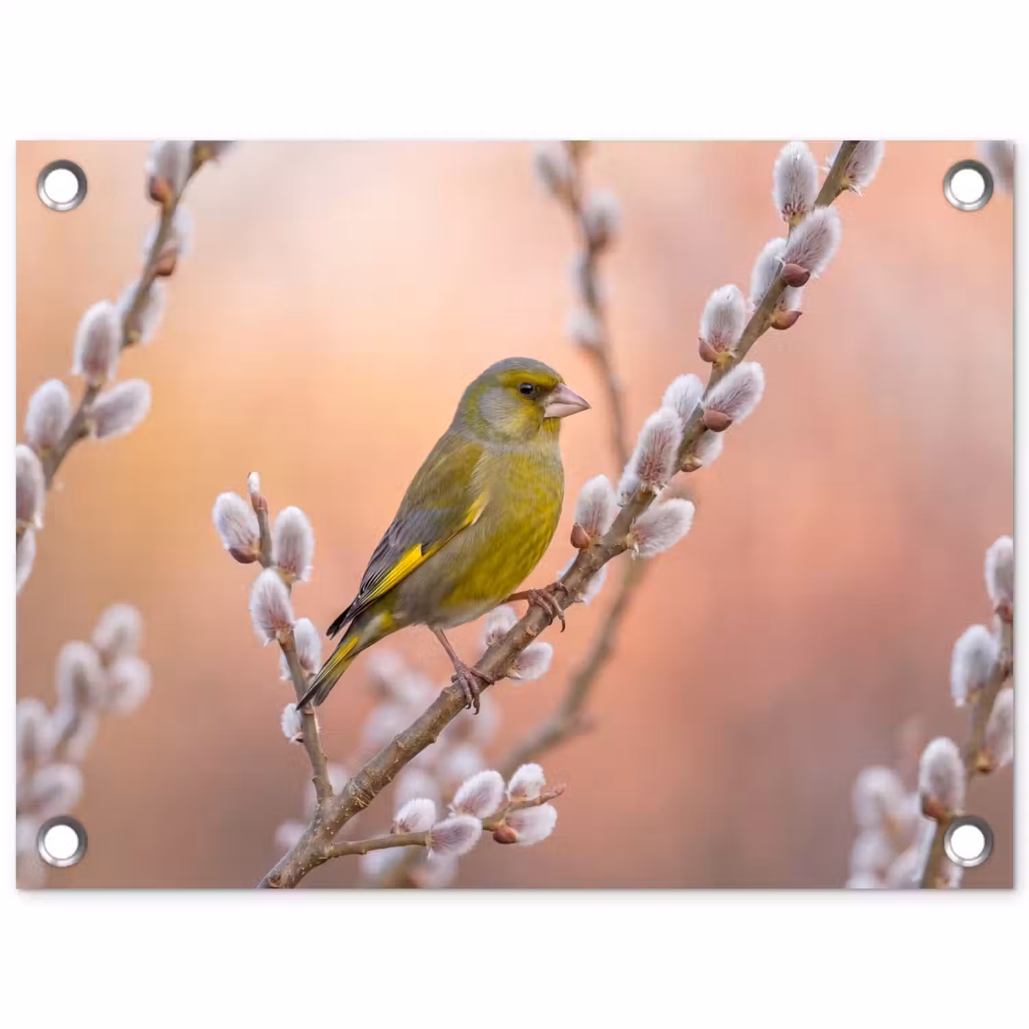 Groenling - Katjes - Lente - Natuur - Zacht tuinposter los doek klein -3d