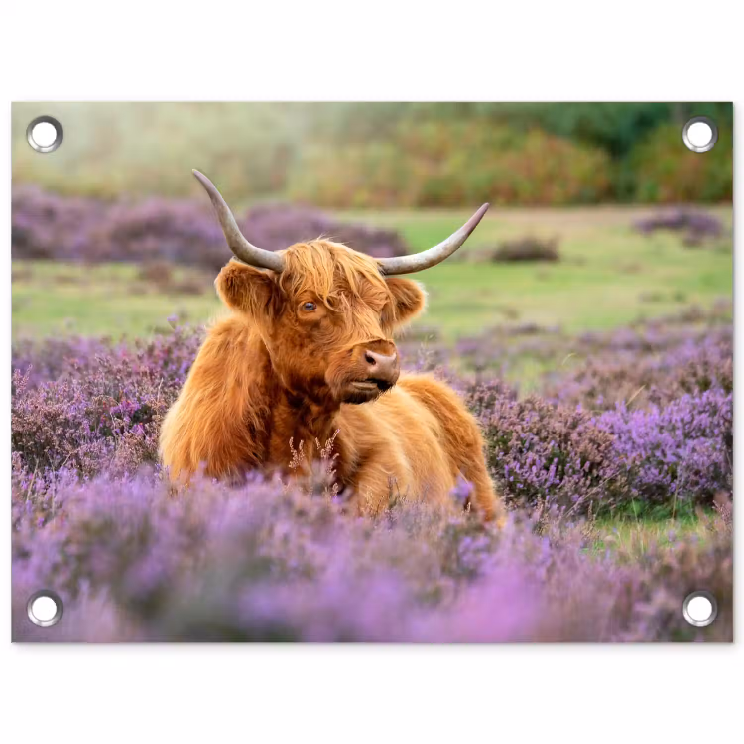 Hooglander in de Heide tuinposter los doek klein -3d