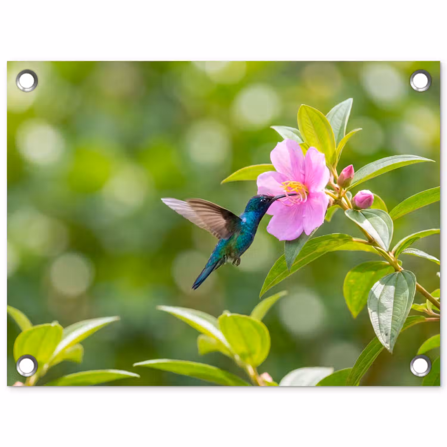 Kolibrie - Bloem - Natuur - Groen tuinposter los doek klein -3d