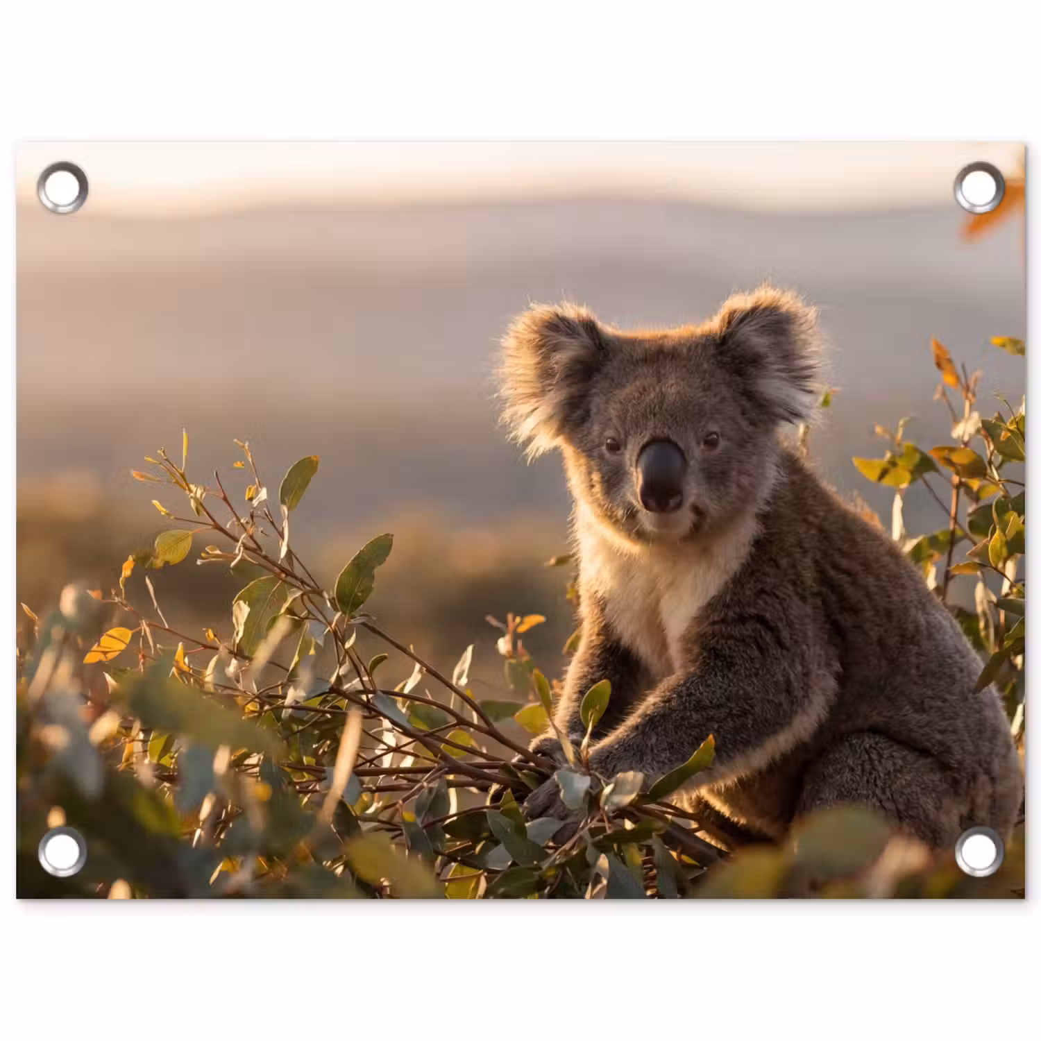 Koala - Bladeren - Ochtendlicht tuinposter los doek klein -3d