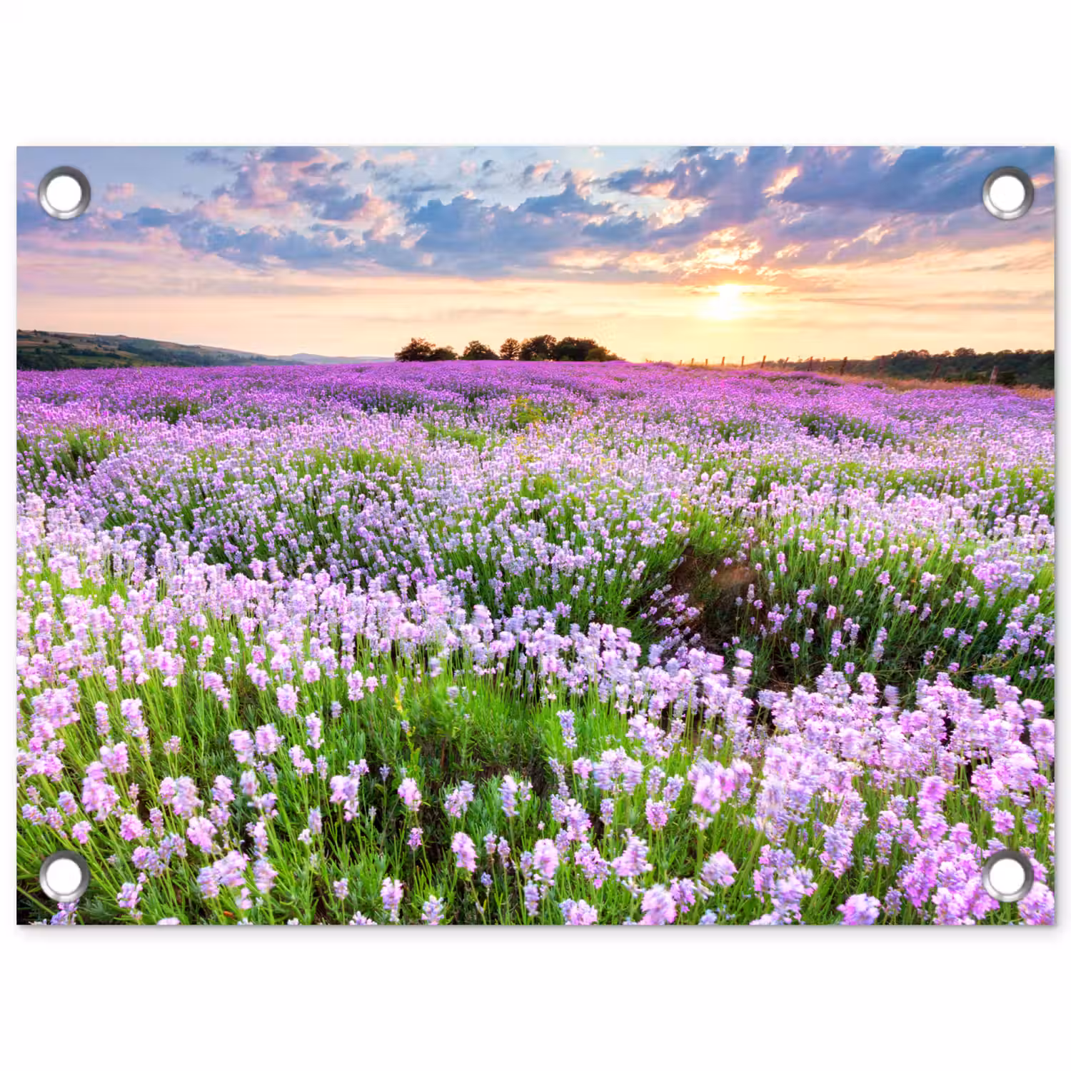 Lavendel - Bloemen - Zonsondergang - Paars - Weide tuinposter los doek klein -3d