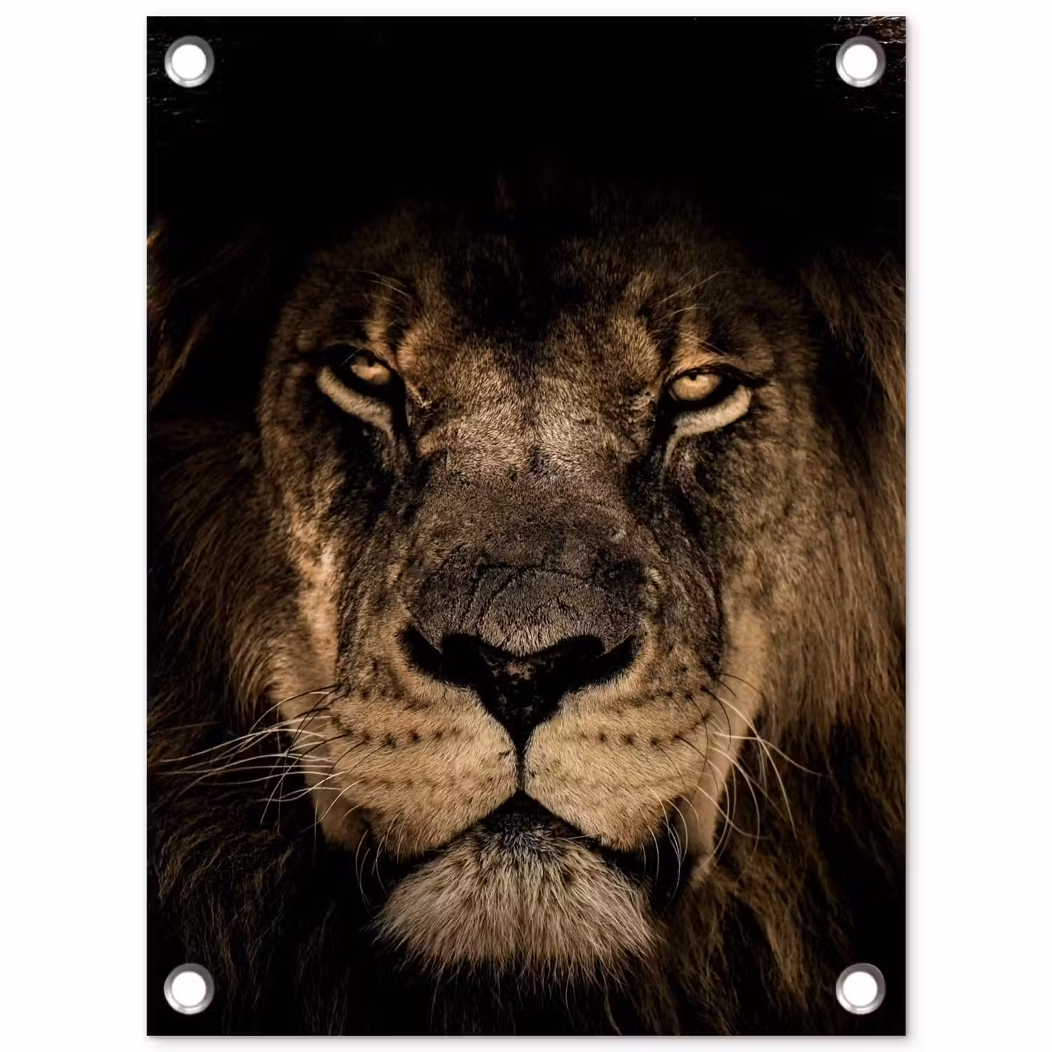 Leeuw in het schaduwlicht tuinposter los doek klein -3d