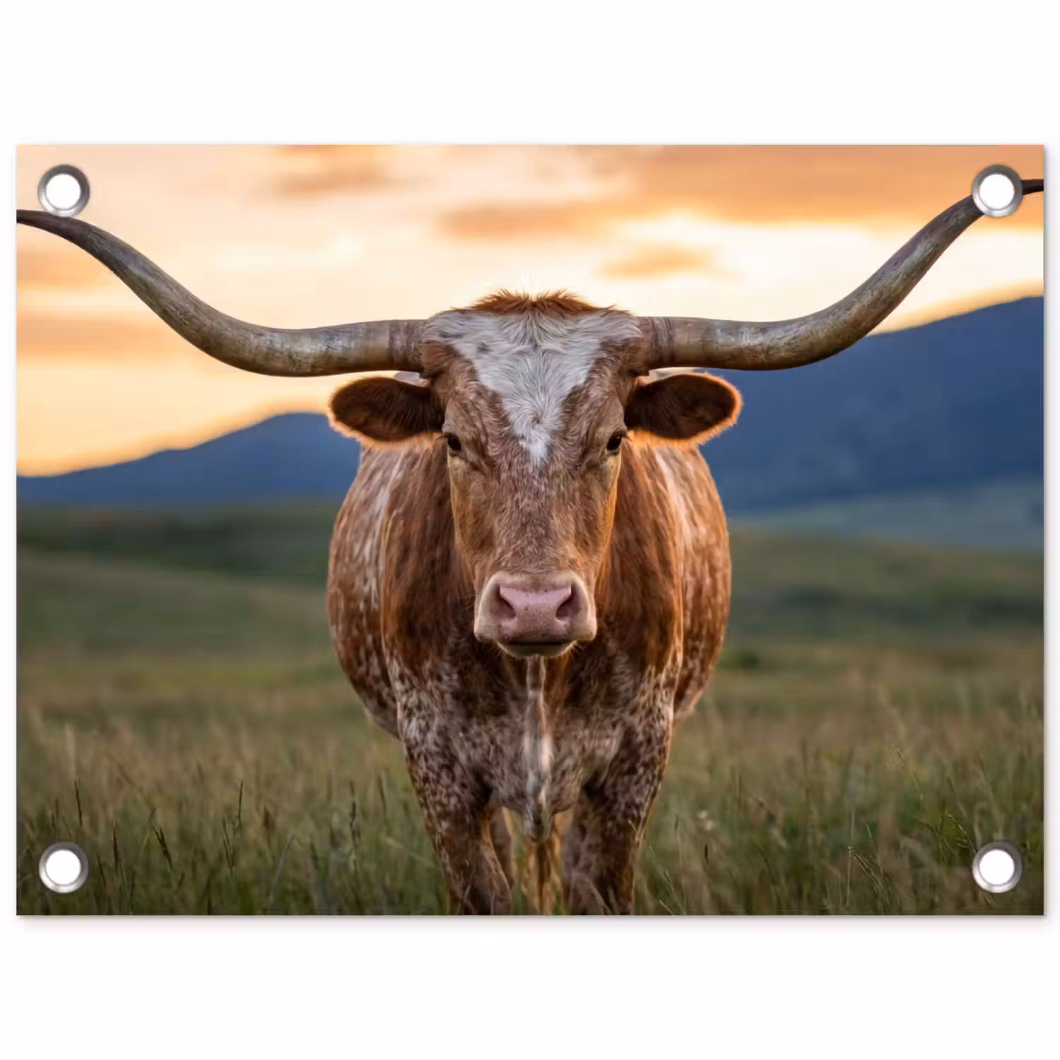 Longhorn - Landschap - Zonsondergang tuinposter los doek klein -3d