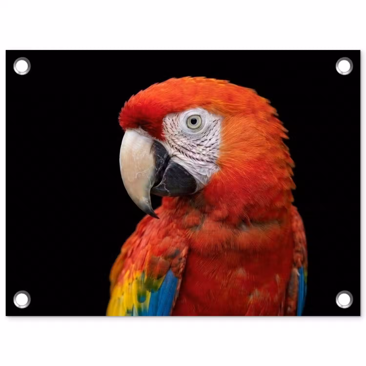 Ara - Portret - Rood tuinposter los doek klein -3d