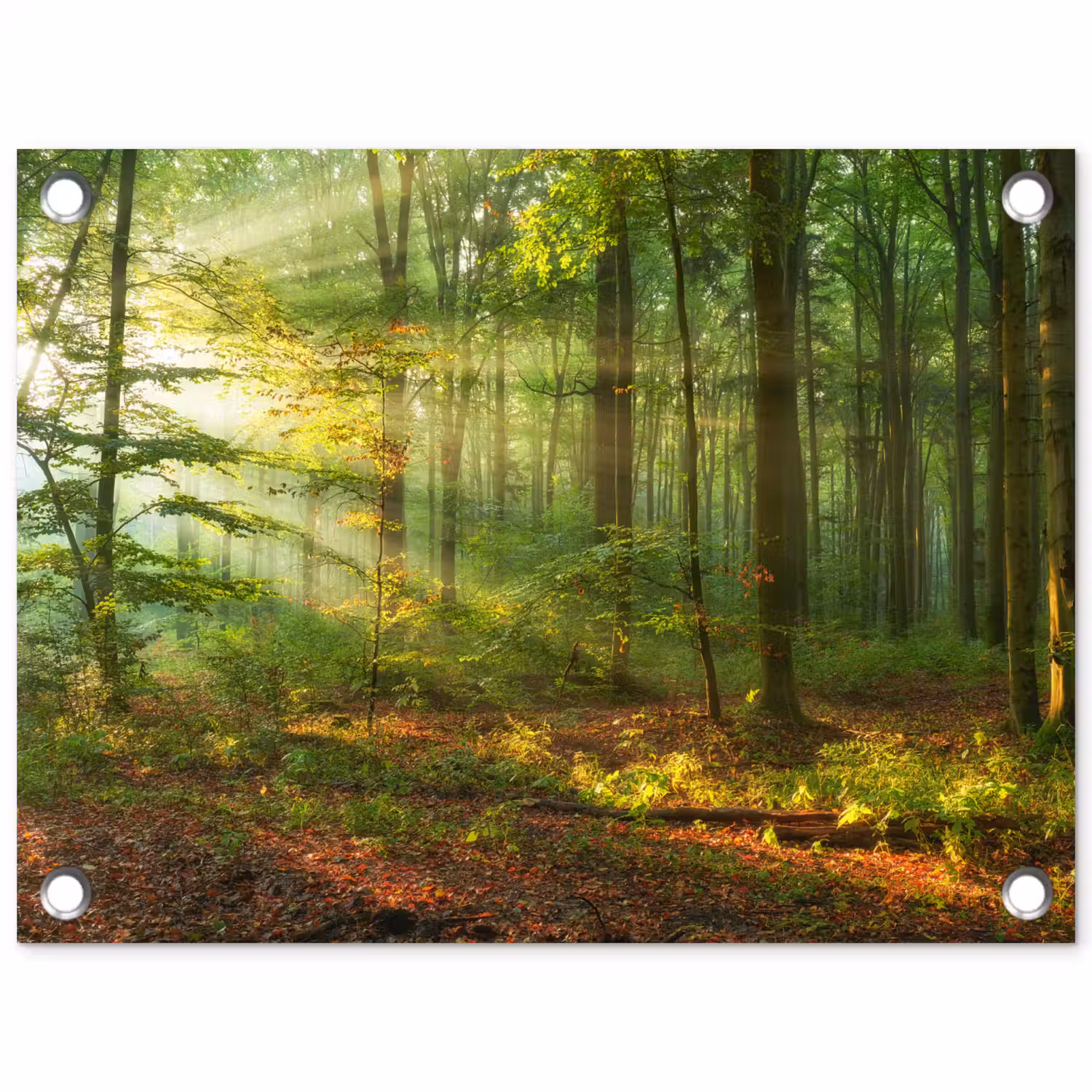 Ochtendlicht in het bos tuinposter los doek klein -3d