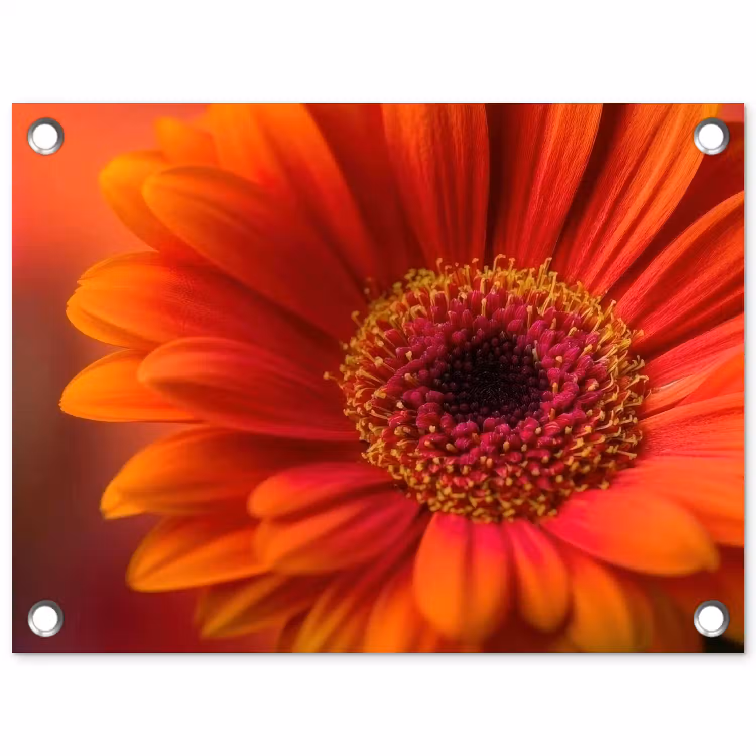 Oranje - Gerbera - Intens tuinposter los doek klein -3d