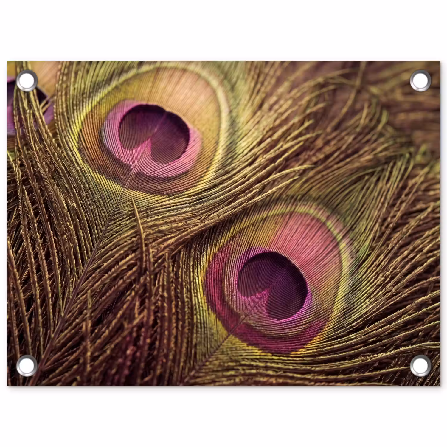Pauw - Veren - Paars - Groen tuinposter los doek klein -3d