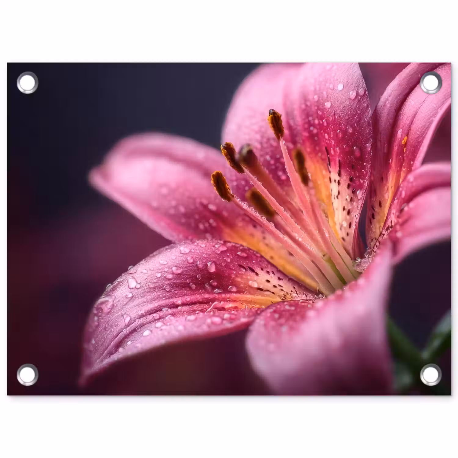 Roze - lelie - Dauwdruppels tuinposter los doek klein -3d