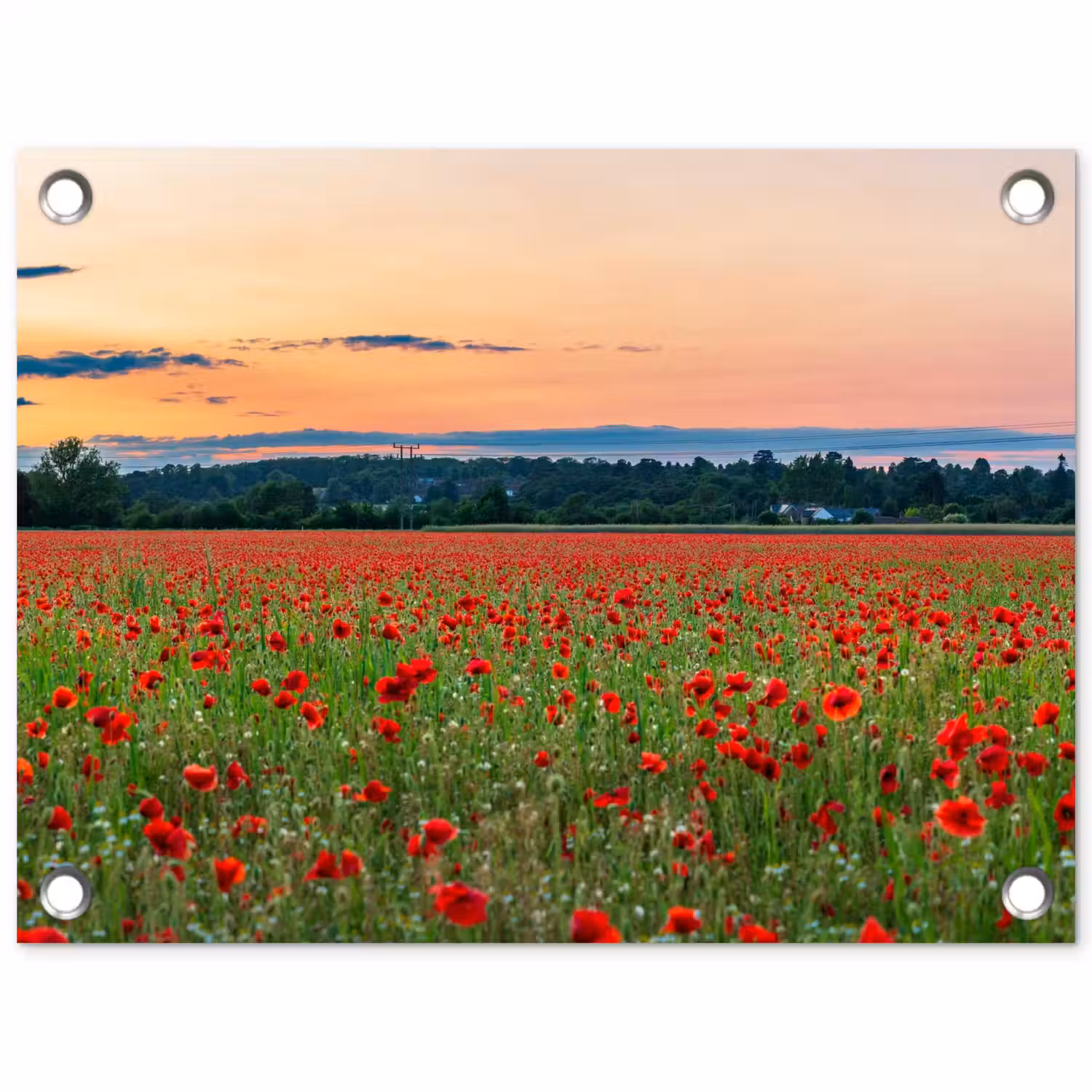 Klaprozen - Landschap - Rood - Bloemen tuinposter los doek klein -3d