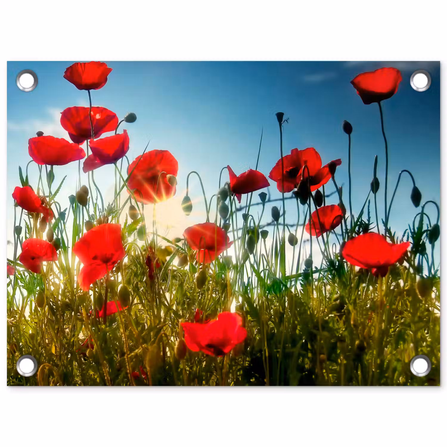Klaprozen - Toscane - Zon - Rood - Blauw tuinposter los doek klein -3d