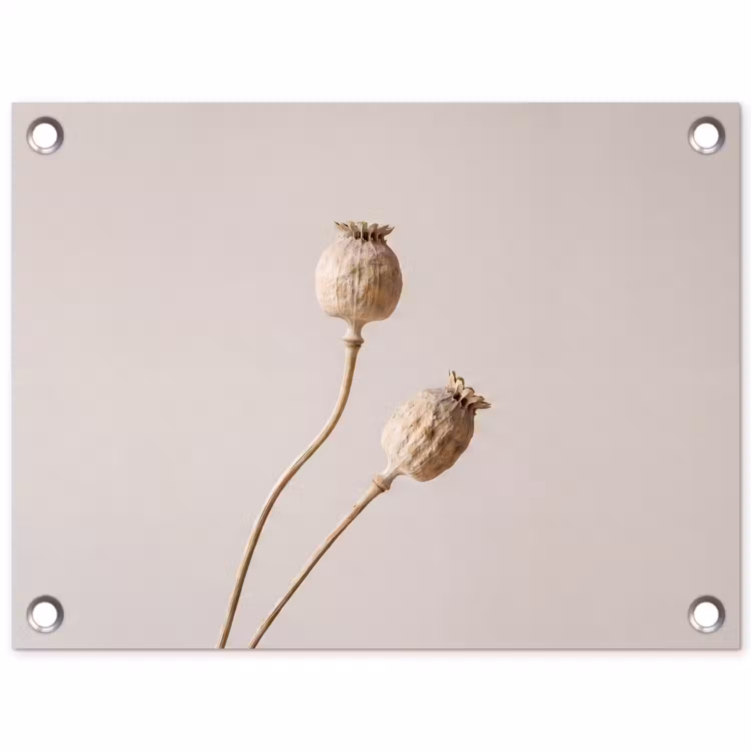 Papaverbollen - Droogbloemen - Minimalistisch - Beige - Rustig tuinposter los doek klein -3d