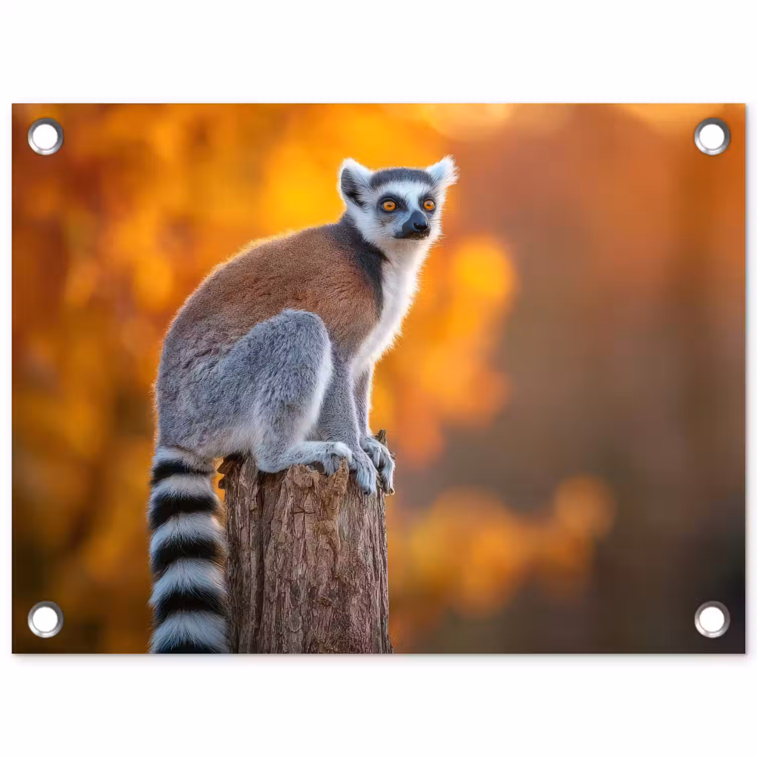 Ringstaartmaki - Boomstronk - Gestreept tuinposter los doek klein -3d