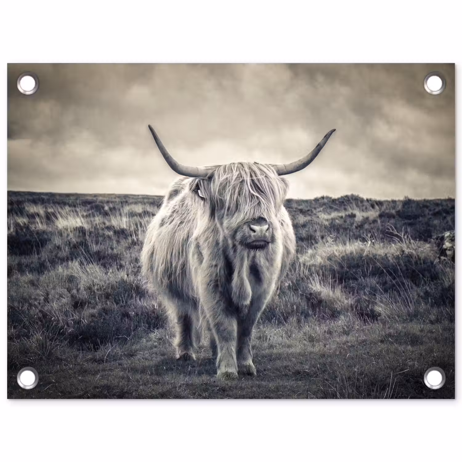 Schotse hooglander - Dieren - Wolken - Koe - Natuur tuinposter los doek klein -3d