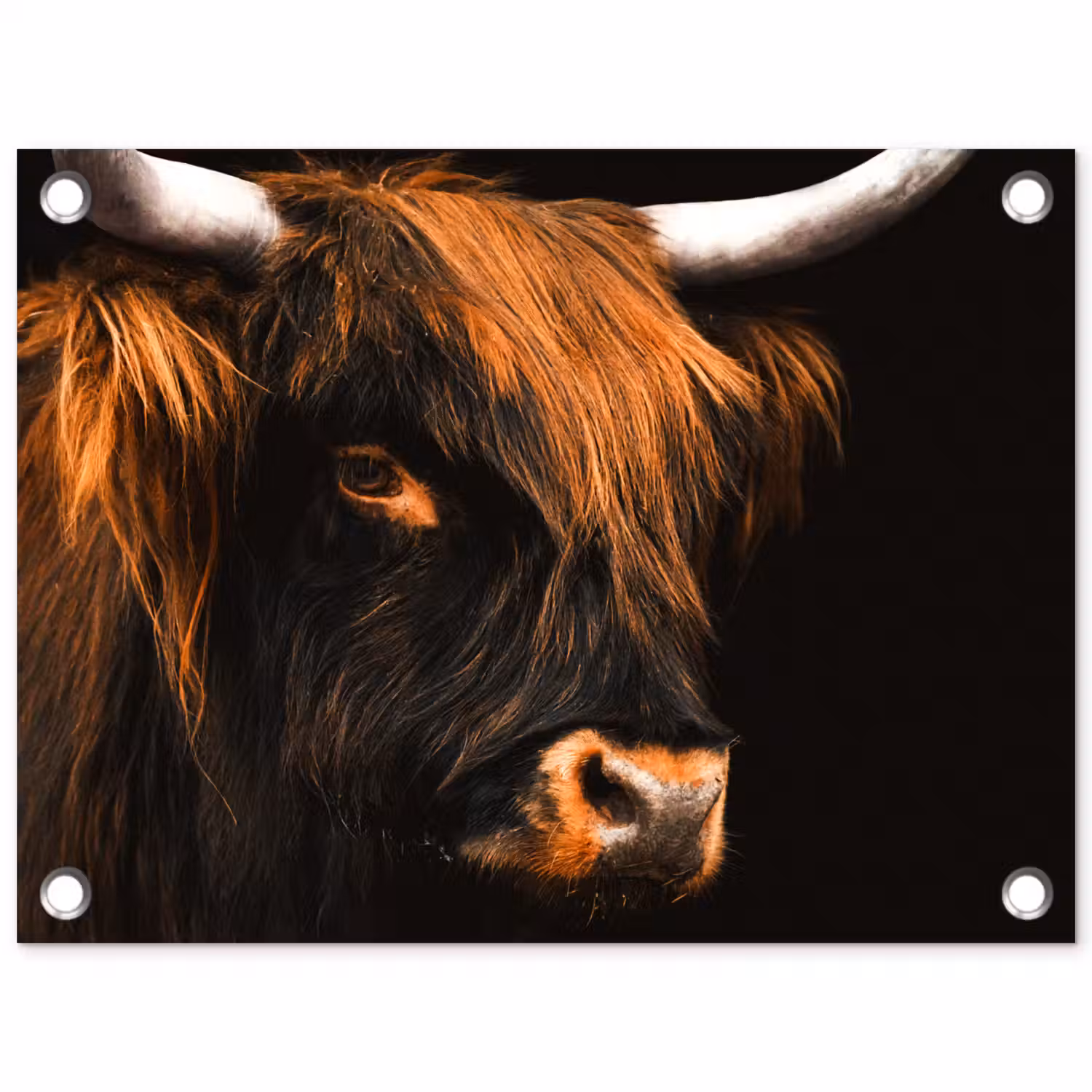 Schotse hooglander - Zwart - Koe - Hoorn - Dieren tuinposter los doek klein -3d