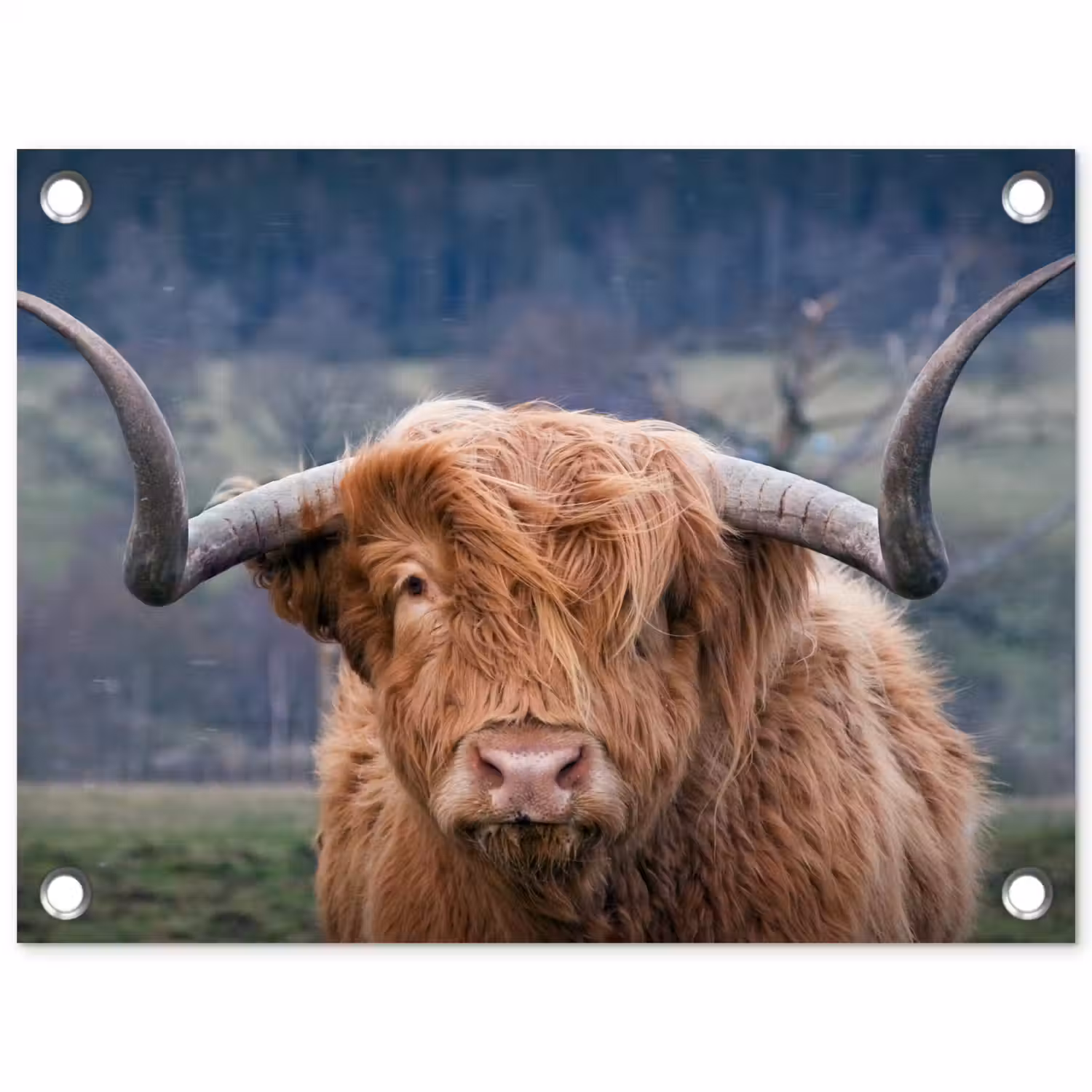 Schotse Hooglander - Koeienkop - Landschap - Natuur - Koe tuinposter los doek klein -3d