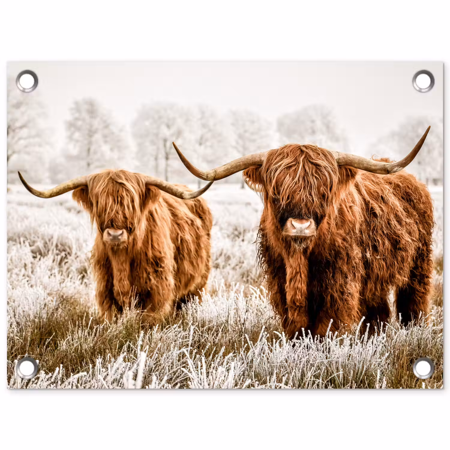 Schotse hooglander - Koe - Dieren - Natuur - Heide tuinposter los doek klein -3d