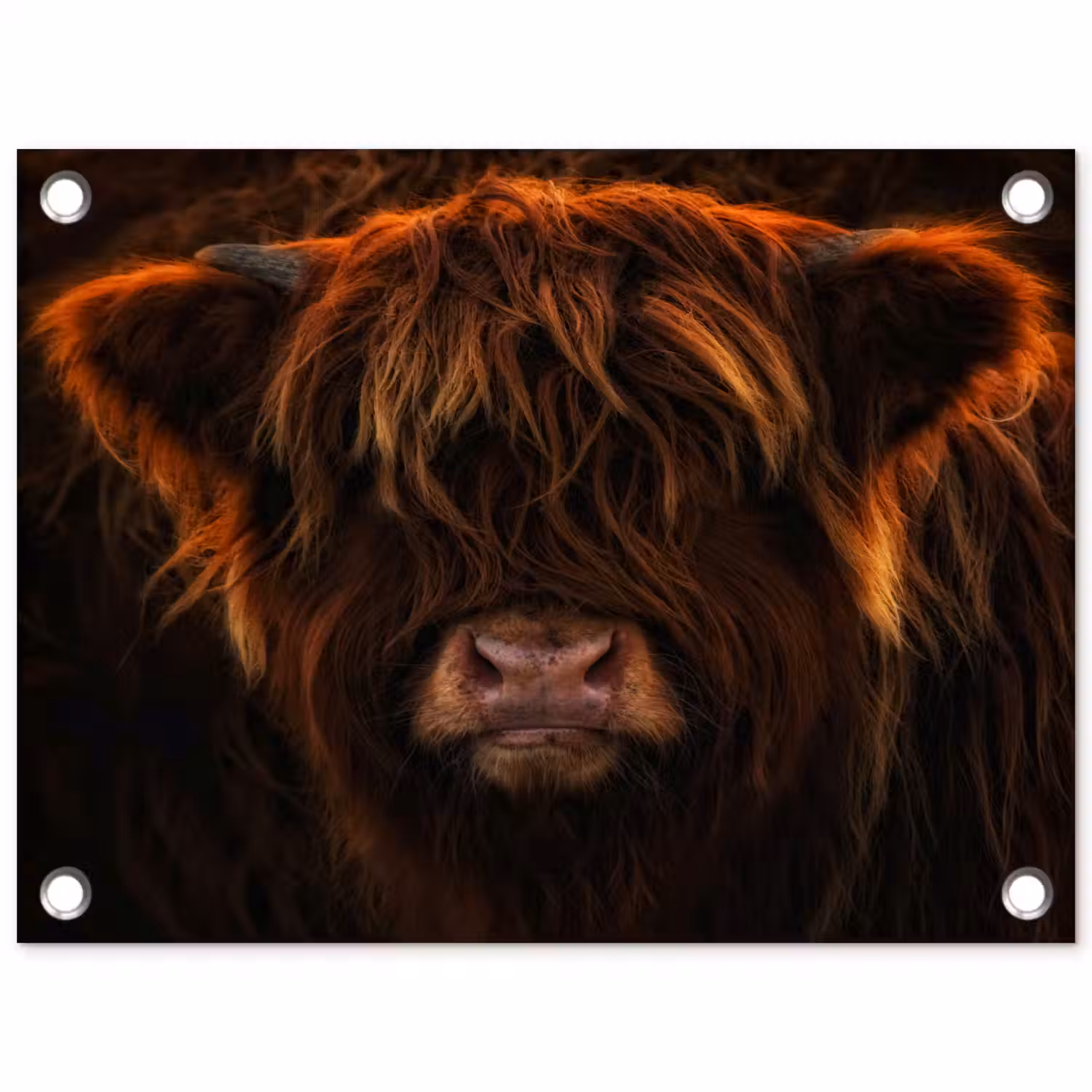 Schotse Hooglander - Koe - Portret - Dieren tuinposter los doek klein -3d