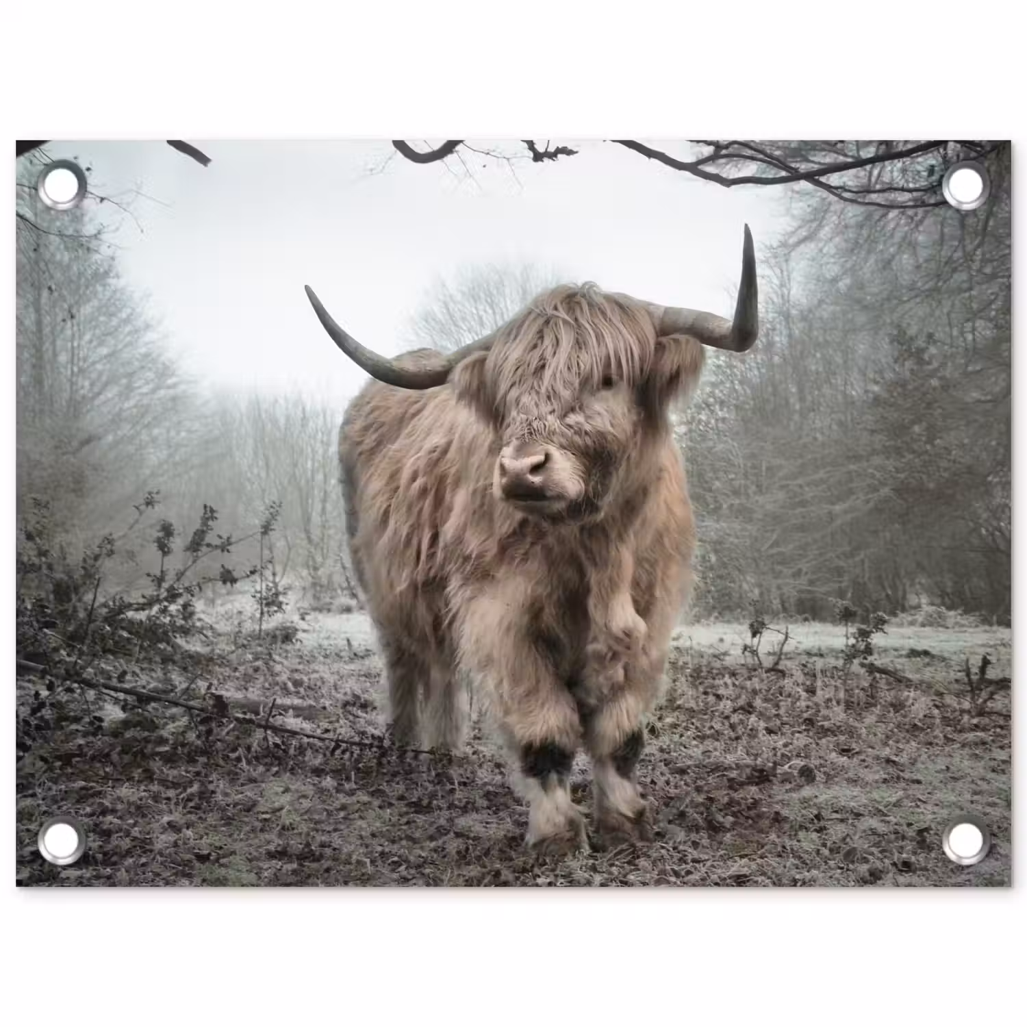 Schotse Hooglander - Bos - Mist - Koe - Dieren - Natuur tuinposter los doek klein -3d