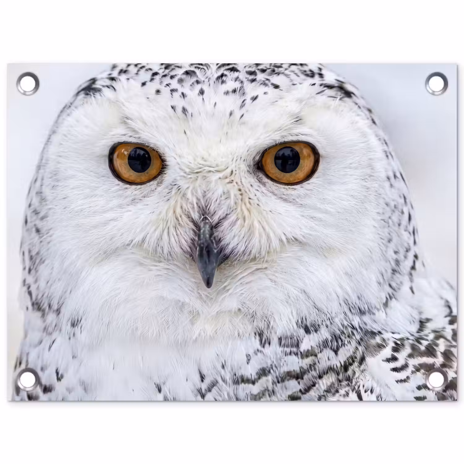 Sneeuwuil - Oog - Wildlife - Wit tuinposter los doek klein -3d