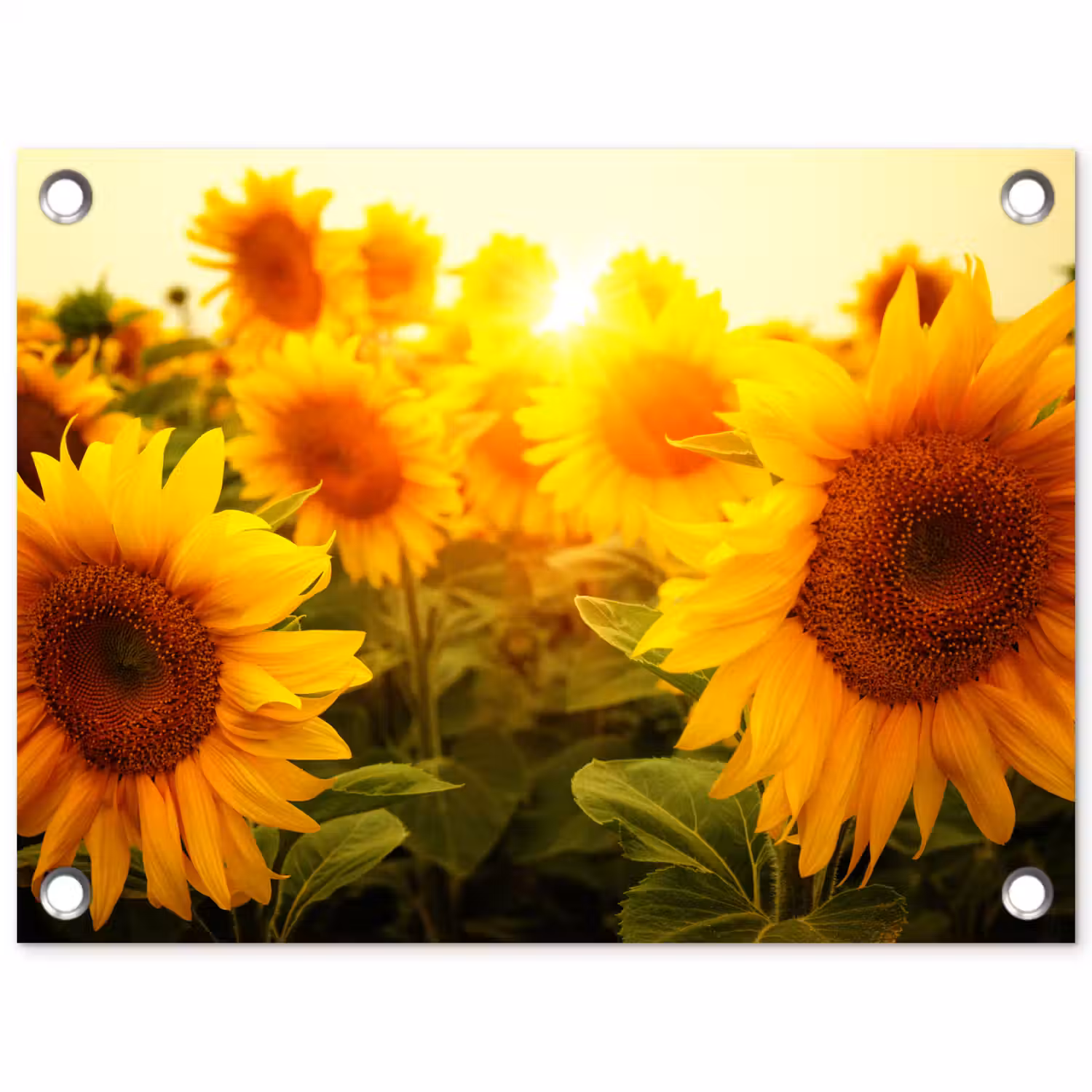 Zonnebloemen in het zonlicht tuinposter los doek klein -3d