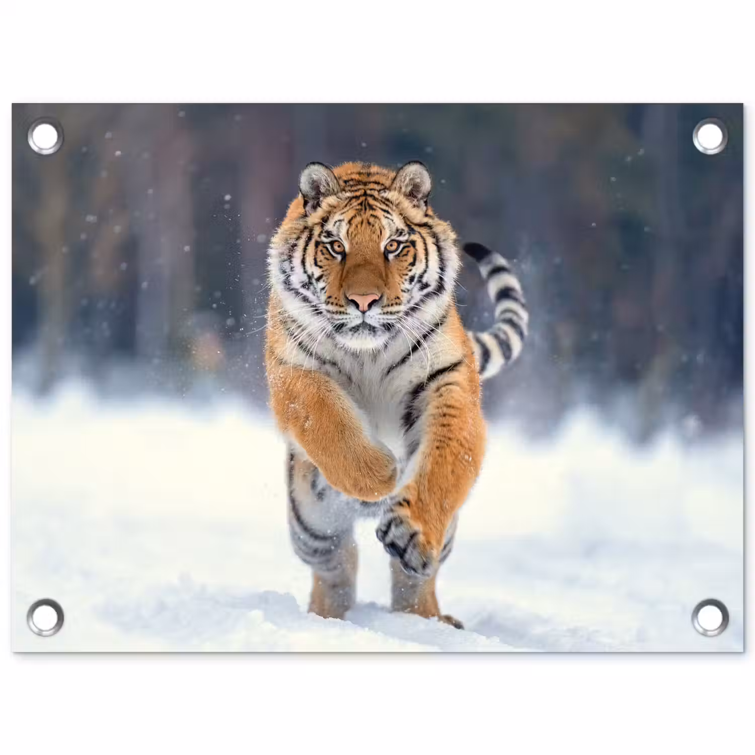 Tijger rennend door de sneeuw tuinposter los doek klein -3d