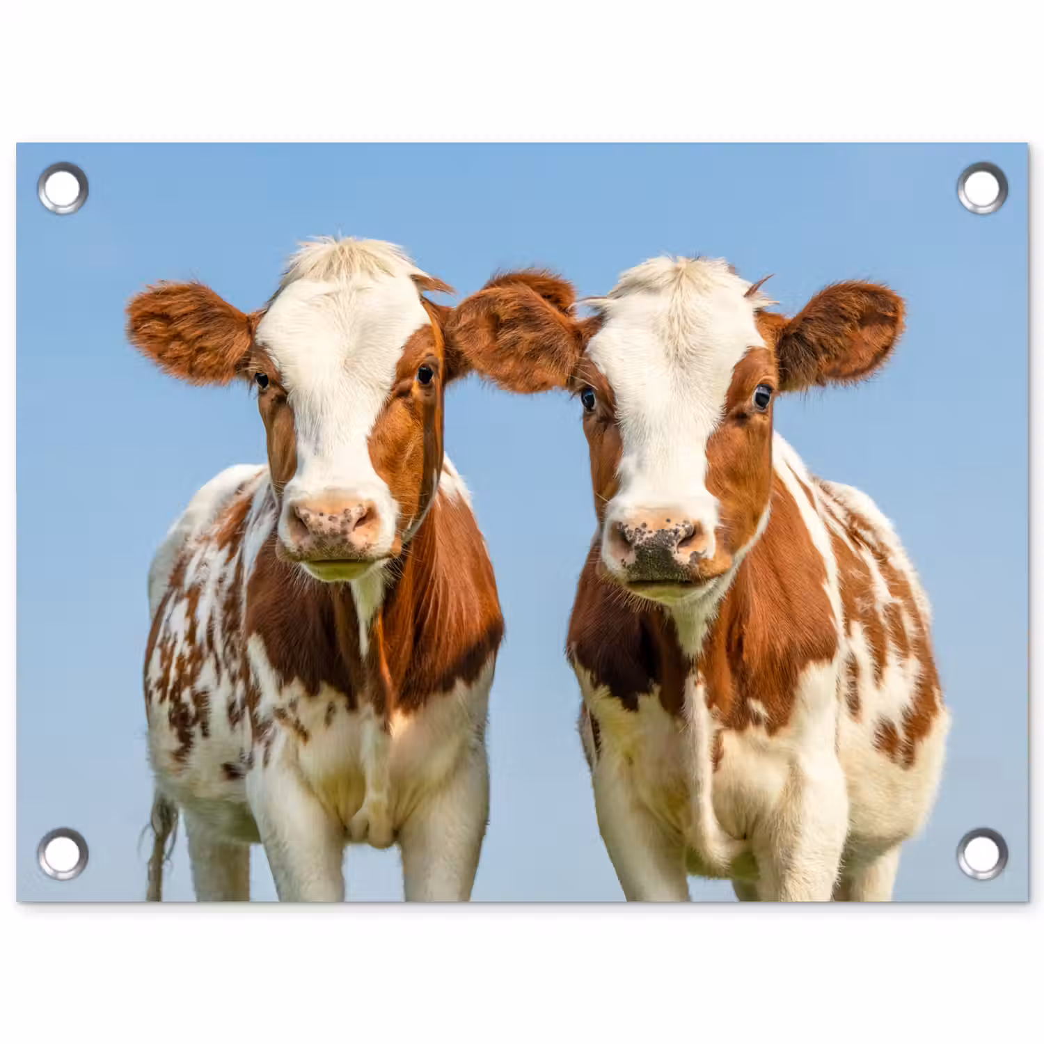 Twee kalveren in de weide tuinposter los doek klein -3d