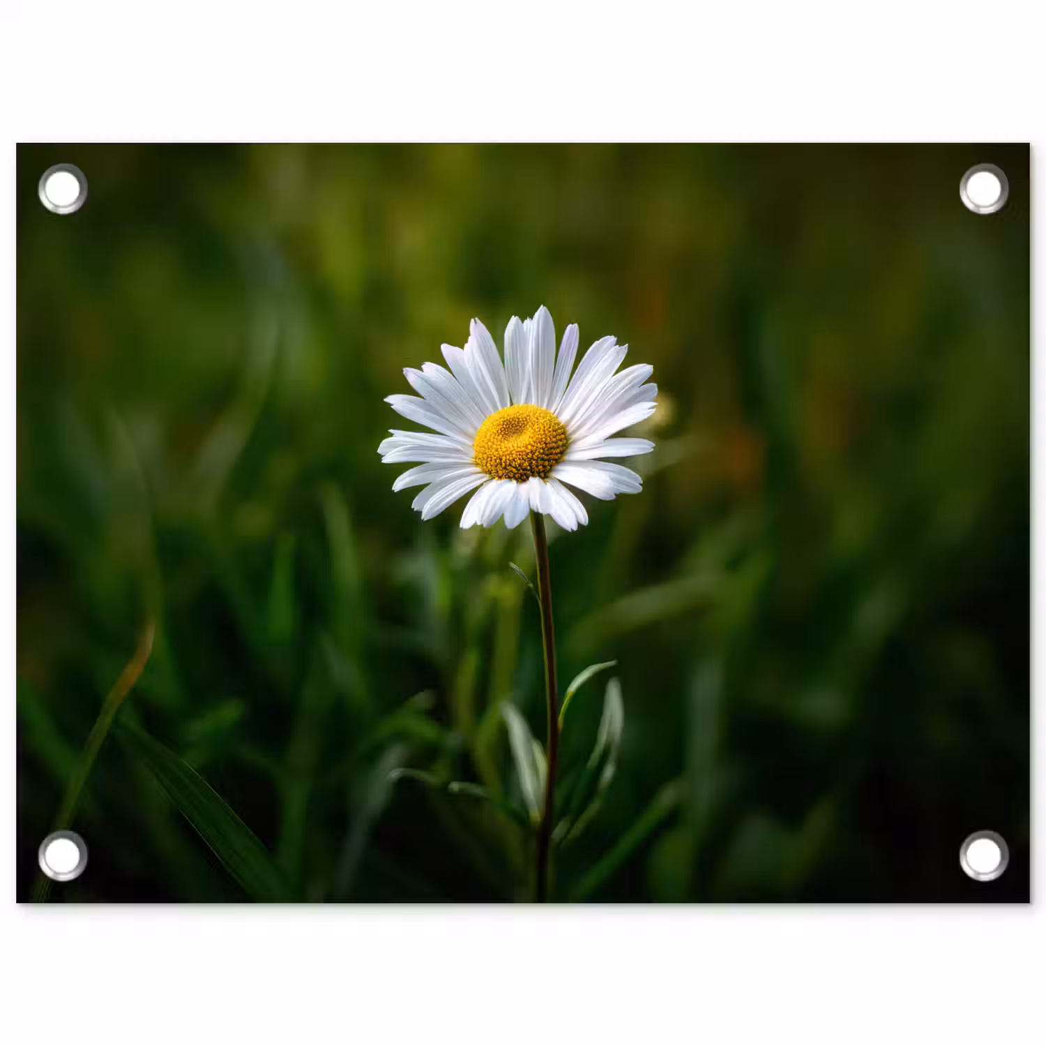Wit - Madeliefje - Bloem - Gras tuinposter los doek klein -3d