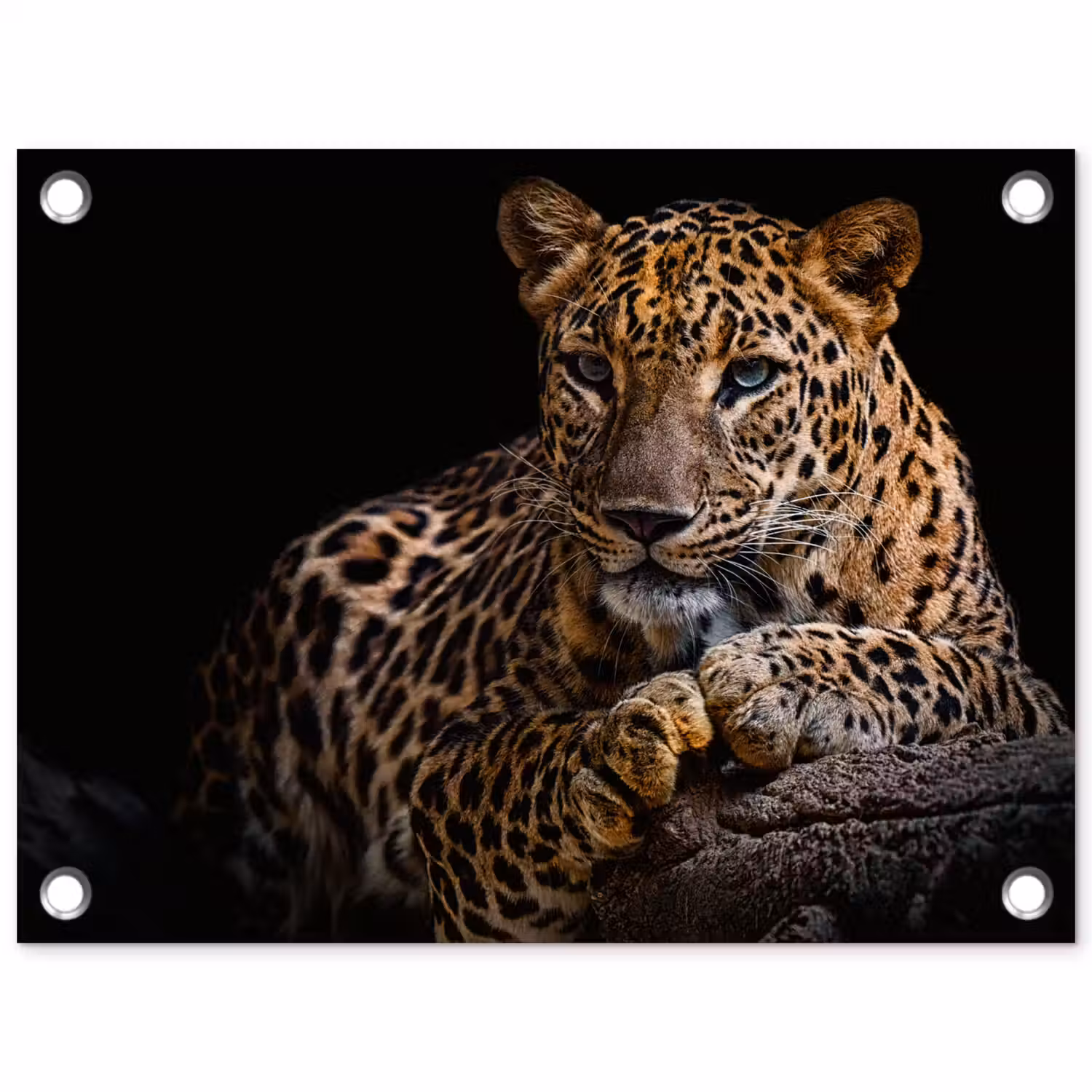 Wilde dieren - Panter - Portret - Zwart - Dieren tuinposter los doek klein -3d