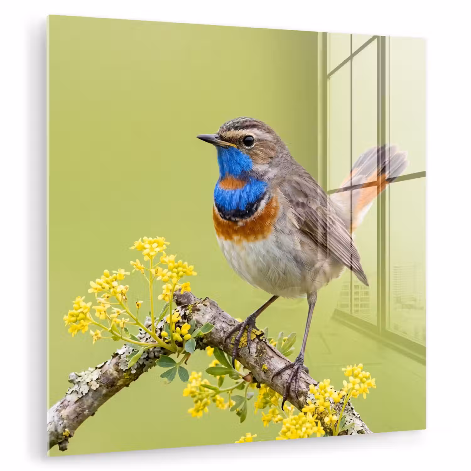 Vogel - Tak - Natuur - Kleurrijk plexiglas 5mm klein -zzzproduct_nieuw