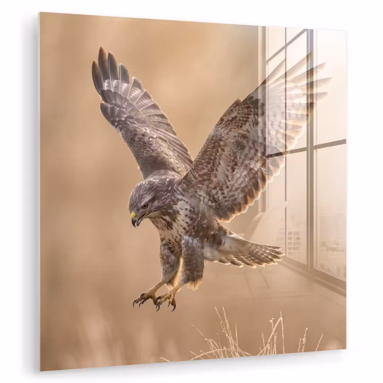 Buizerd - Roofvogel - Natuur - Bruin plexiglas 5mm klein -zzzproduct_nieuw