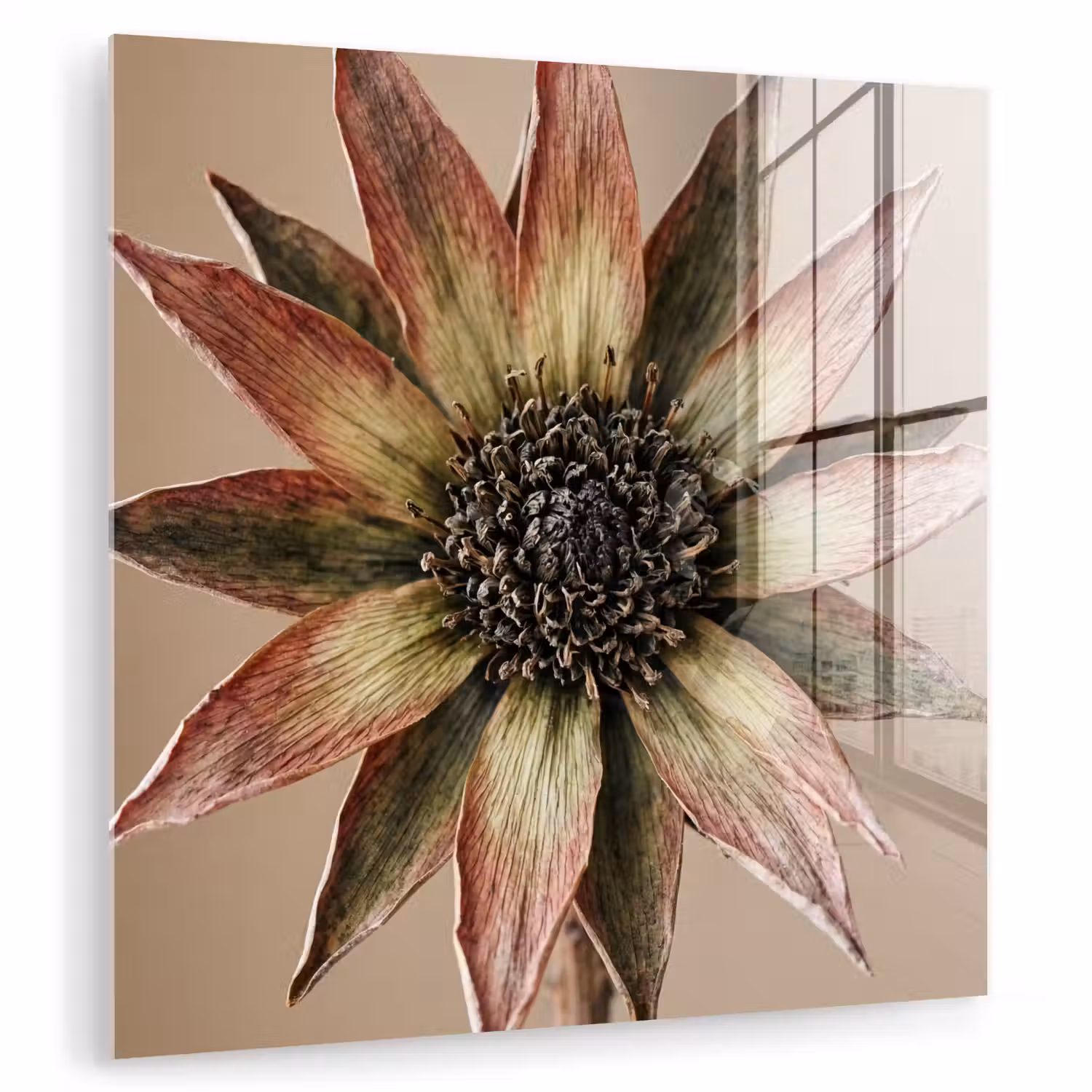 Droogbloem - Protea - Vintage - Beige - Rustiek plexiglas 5mm klein -zzzproduct_nieuw