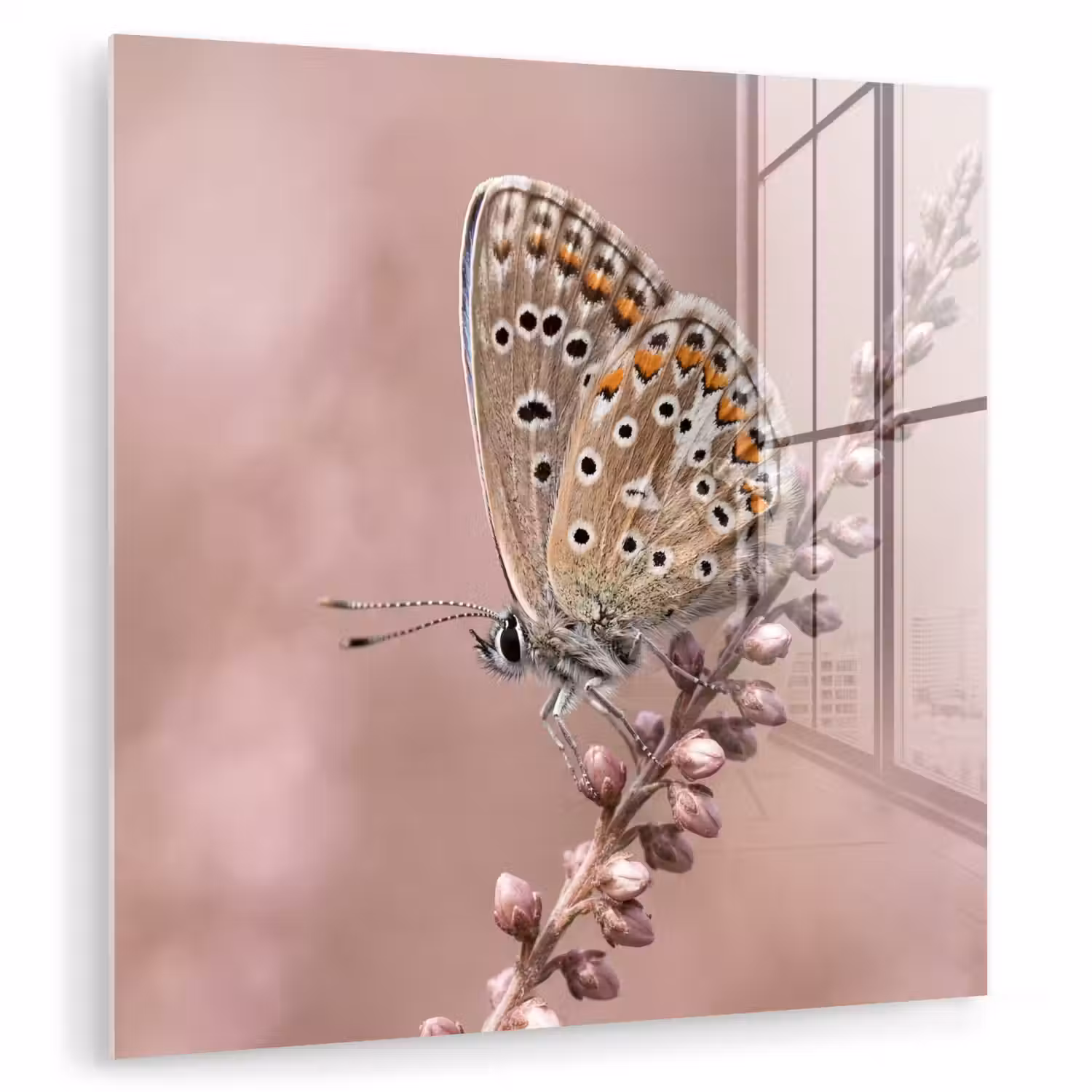 Lavendel - Vlinder - Paars plexiglas 5mm klein -zzzproduct_nieuw