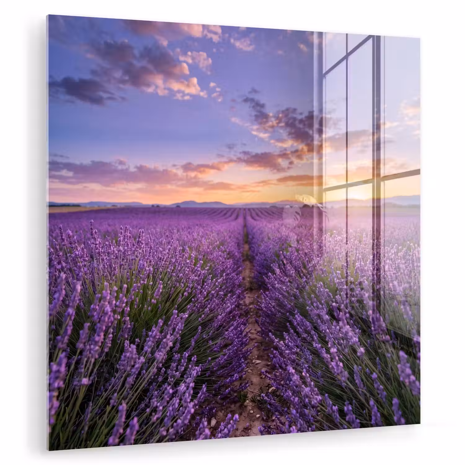 Lavendel - Veld - Natuur - Paars plexiglas 5mm klein -zzzproduct_nieuw