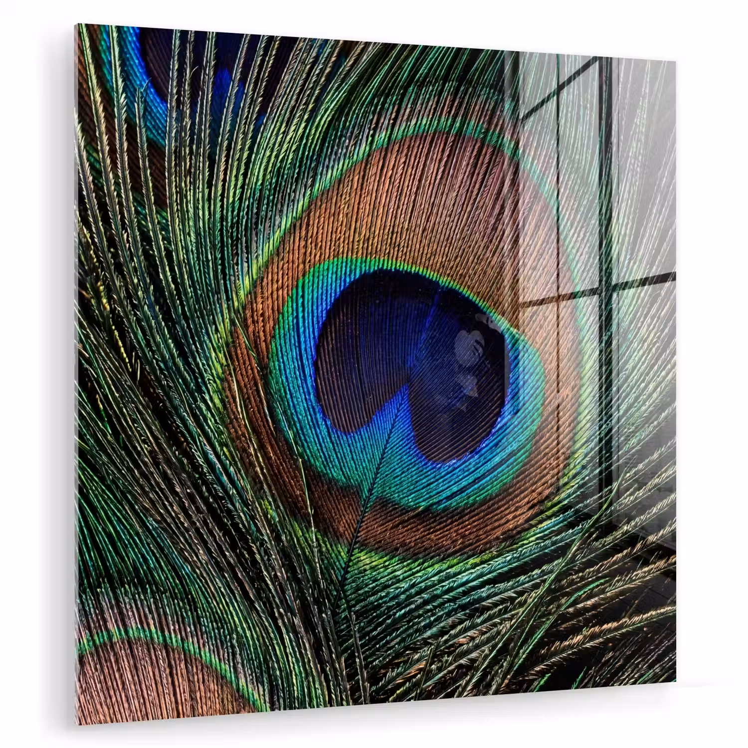 Pauwenveren - Klassiek - Groen plexiglas 5mm klein -zzzproduct_nieuw