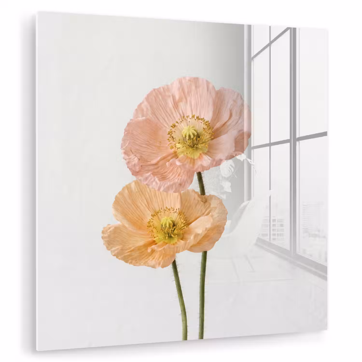 Papavers - Botanisch - Roze plexiglas 5mm klein -zzzproduct_nieuw