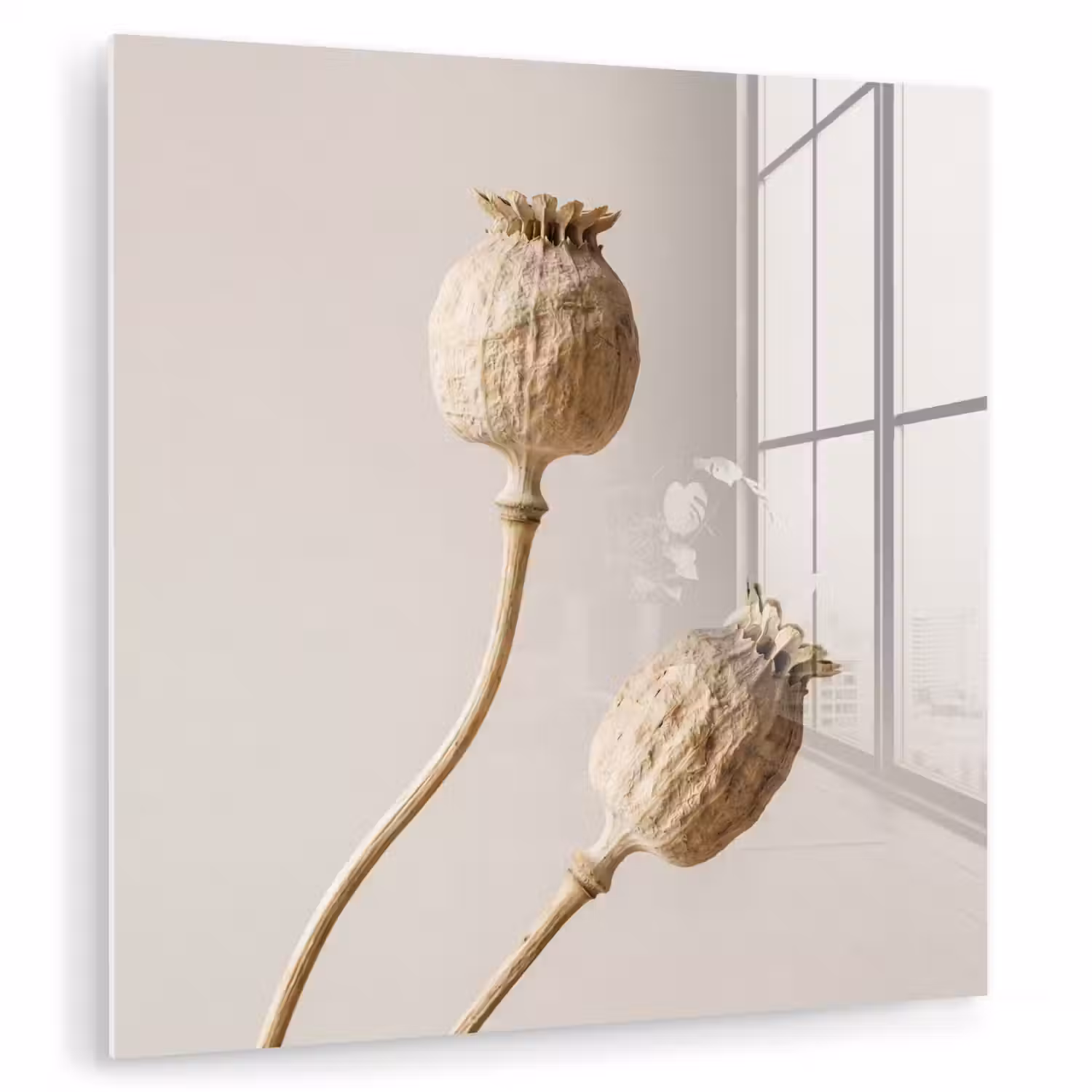 Papaverbollen - Droogbloemen - Minimalistisch - Beige - Rustig plexiglas 5mm klein -zzzproduct_nieuw