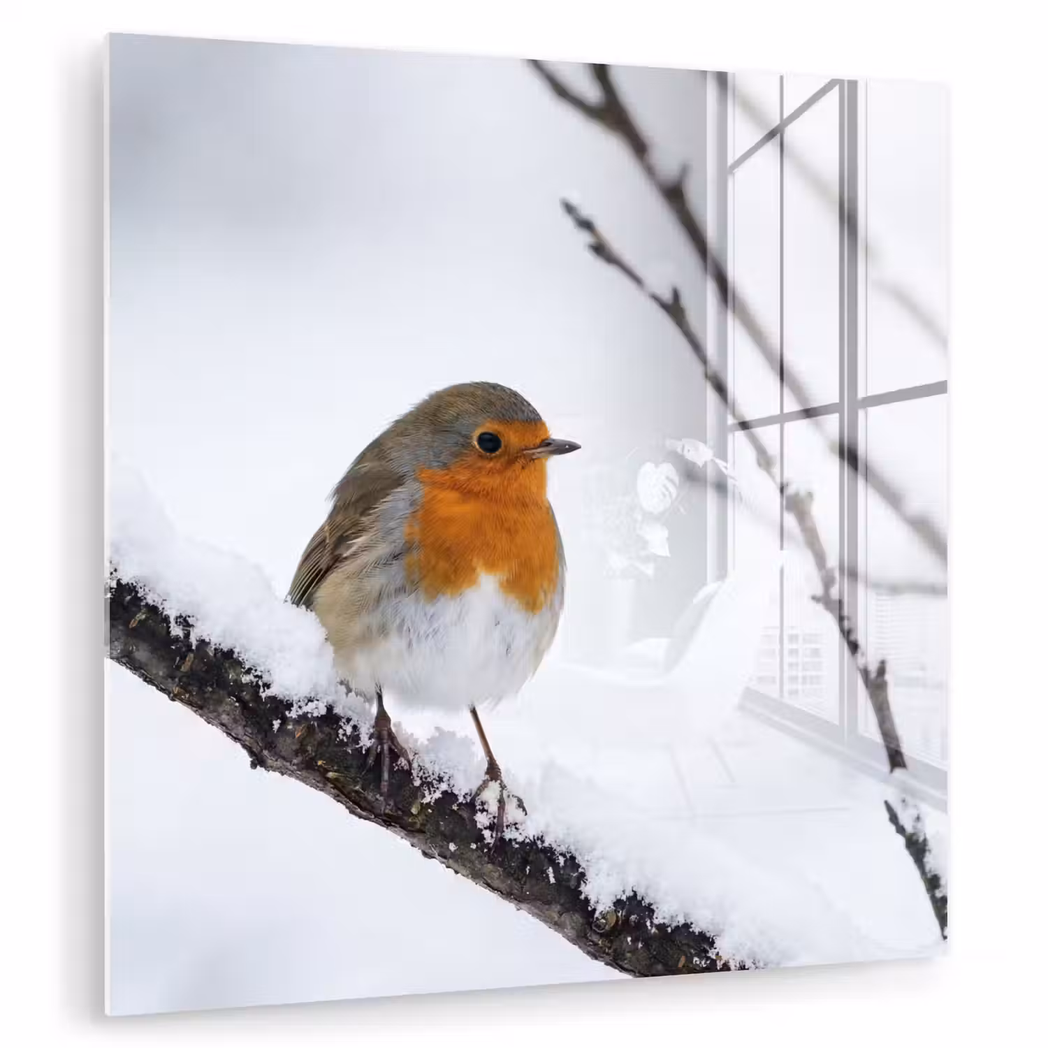 Roodborstje - Tak - Sneeuw - Winter - Levendig plexiglas 5mm klein -zzzproduct_nieuw