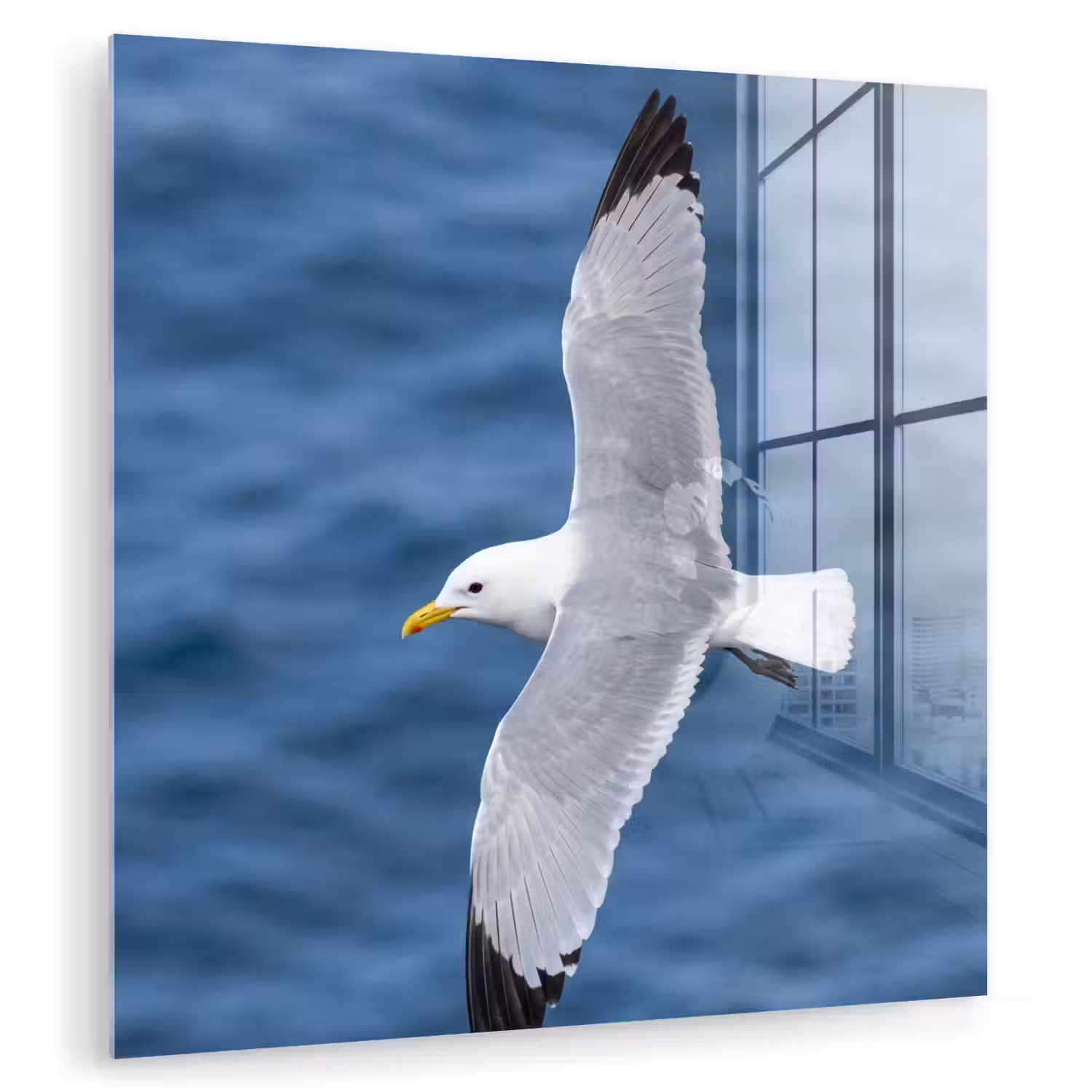 Zeemeeuw - Oceaan - Blauw plexiglas 5mm klein -zzzproduct_nieuw